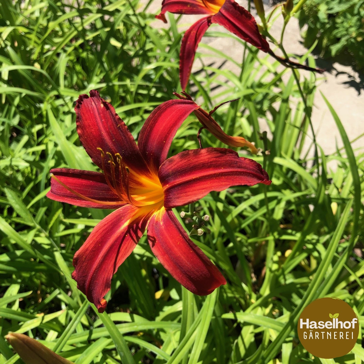 Hemerocallis `Crimson Pirate`