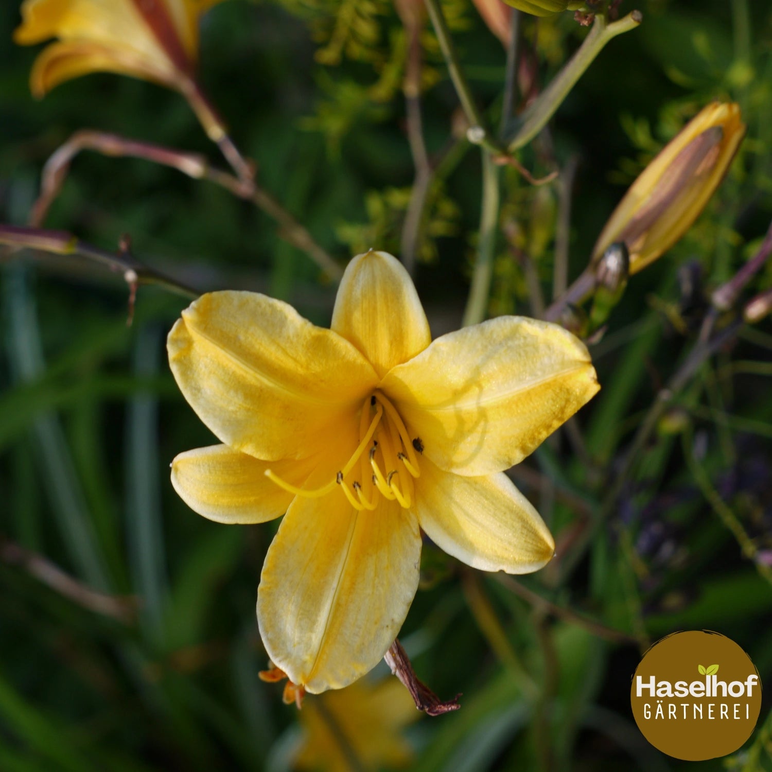 Hemerocallis `Golden Chimes`