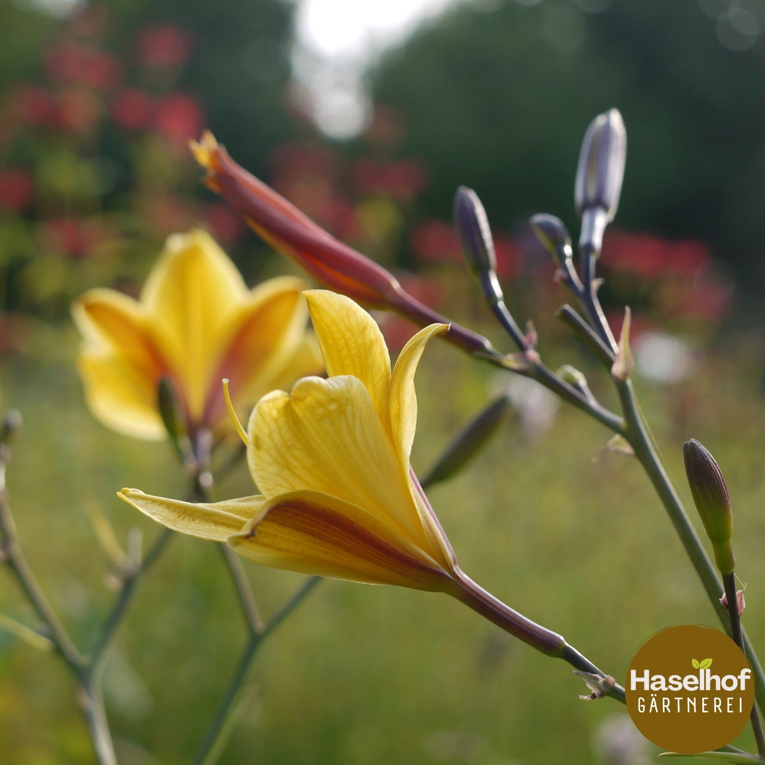 Hemerocallis `Golden Chimes`