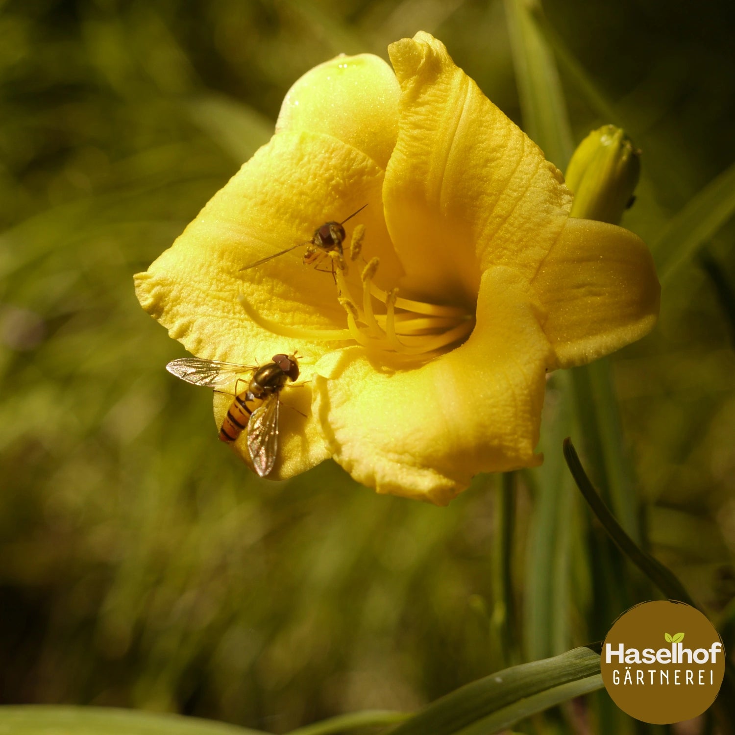 Hemerocallis `Stella d`Oro`