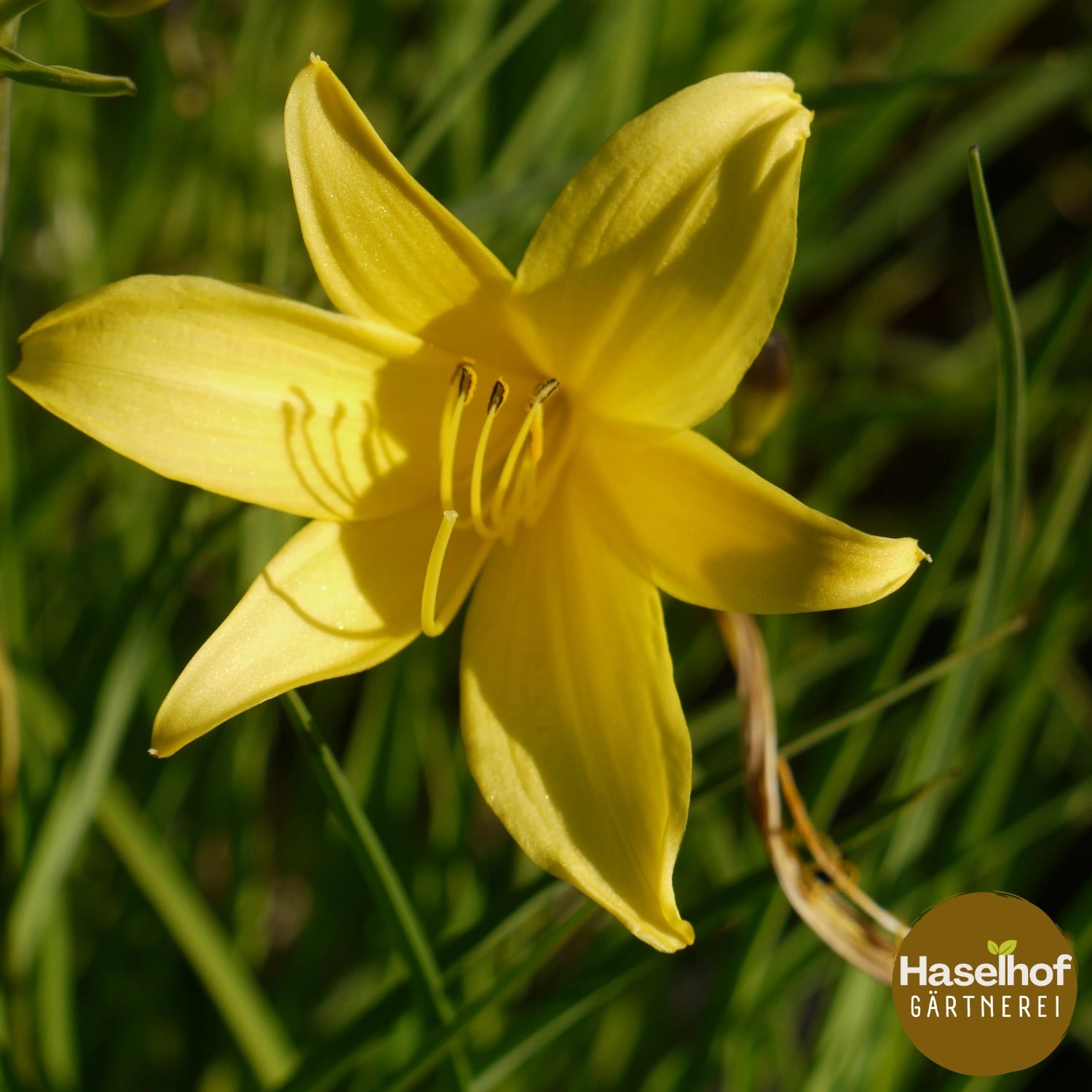 Hemerocallis flava (lilioasphodelus)