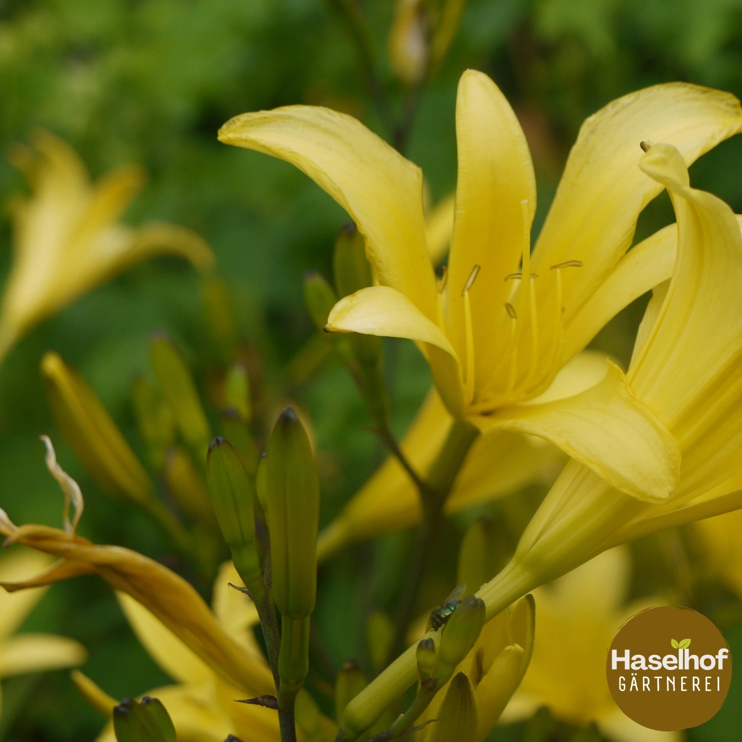 Hemerocallis flava (lilioasphodelus)