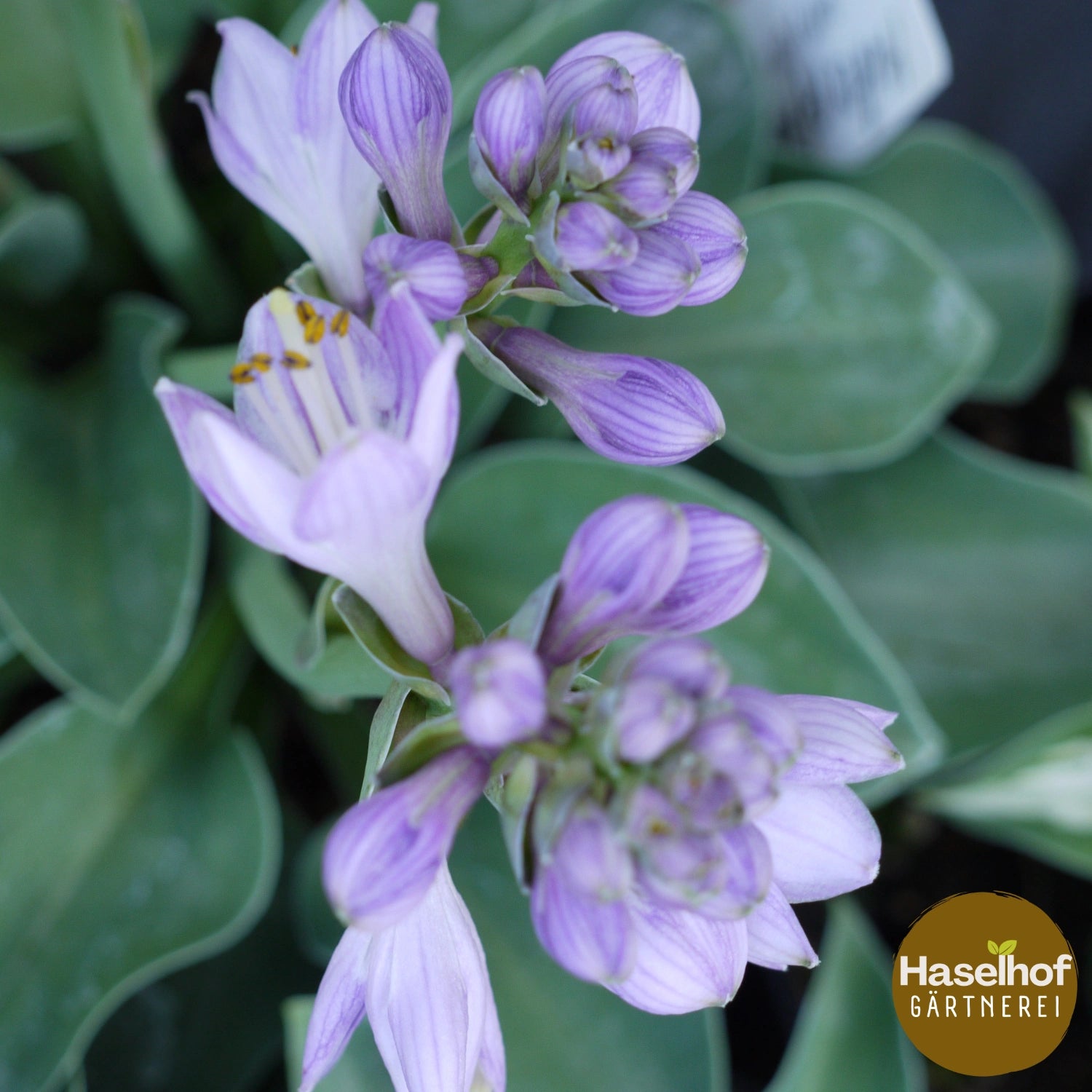 Hosta 'Mouse Ear'