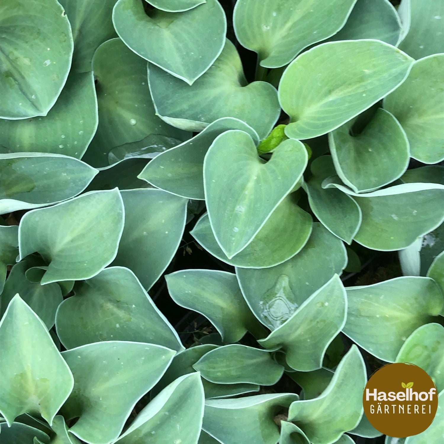 Hosta 'Mouse Ear'
