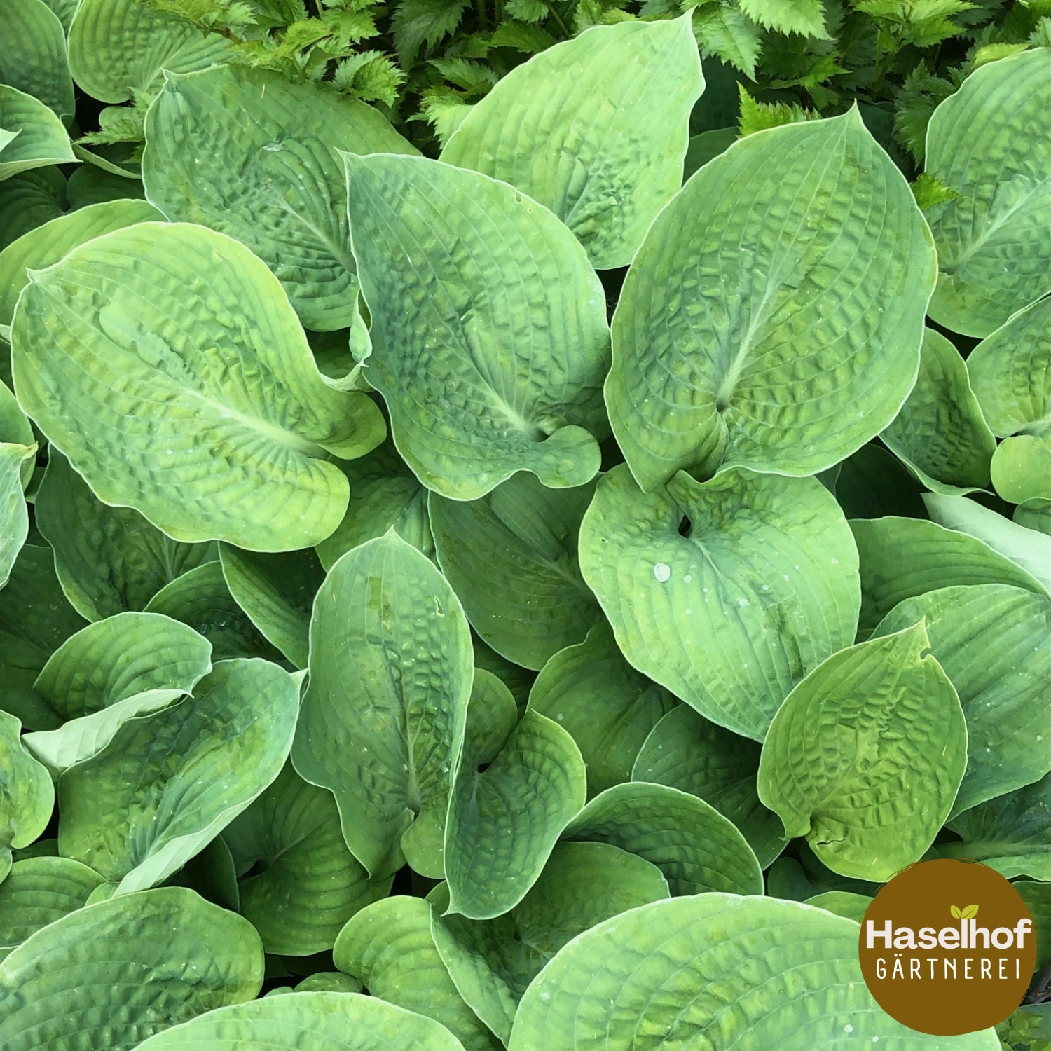 Hosta sieboldiana `Elegans`
