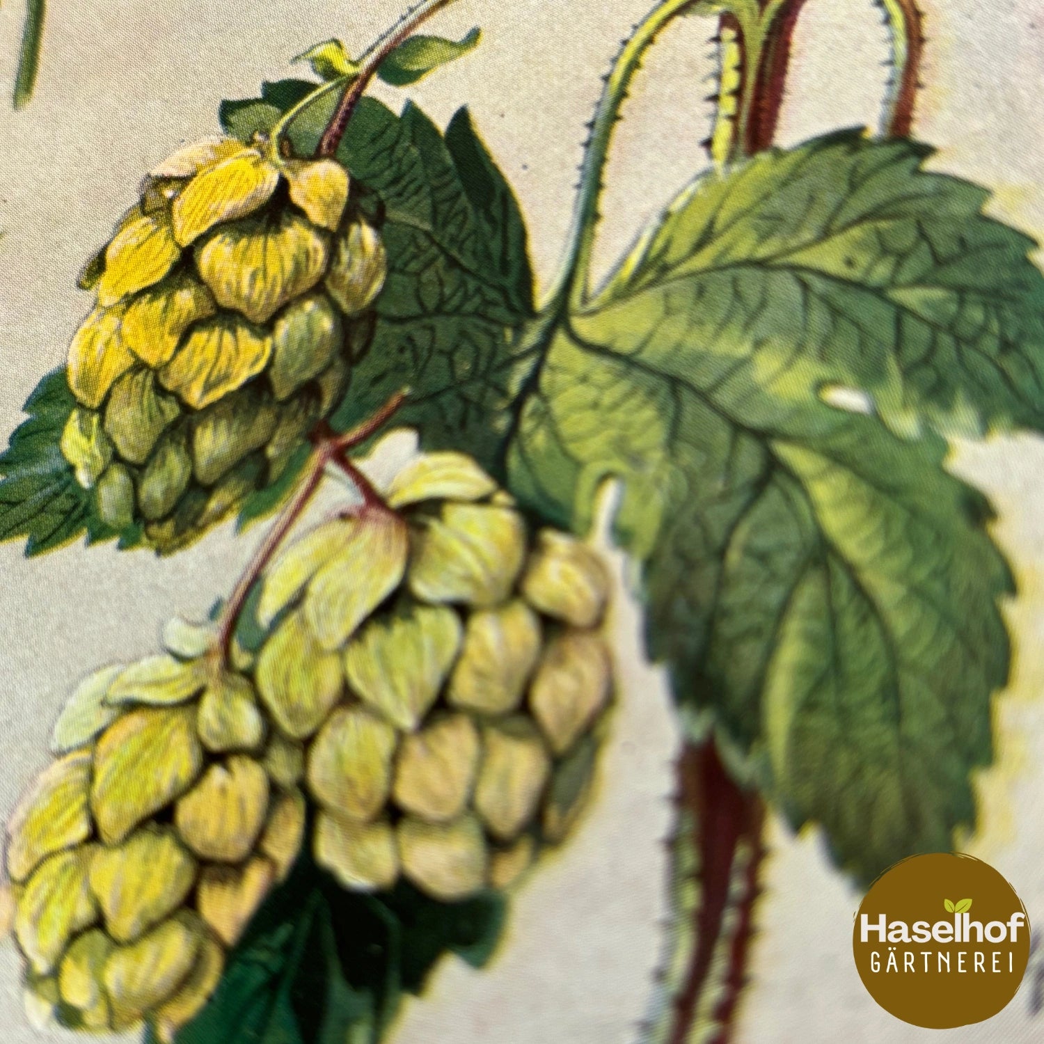 Hopfen