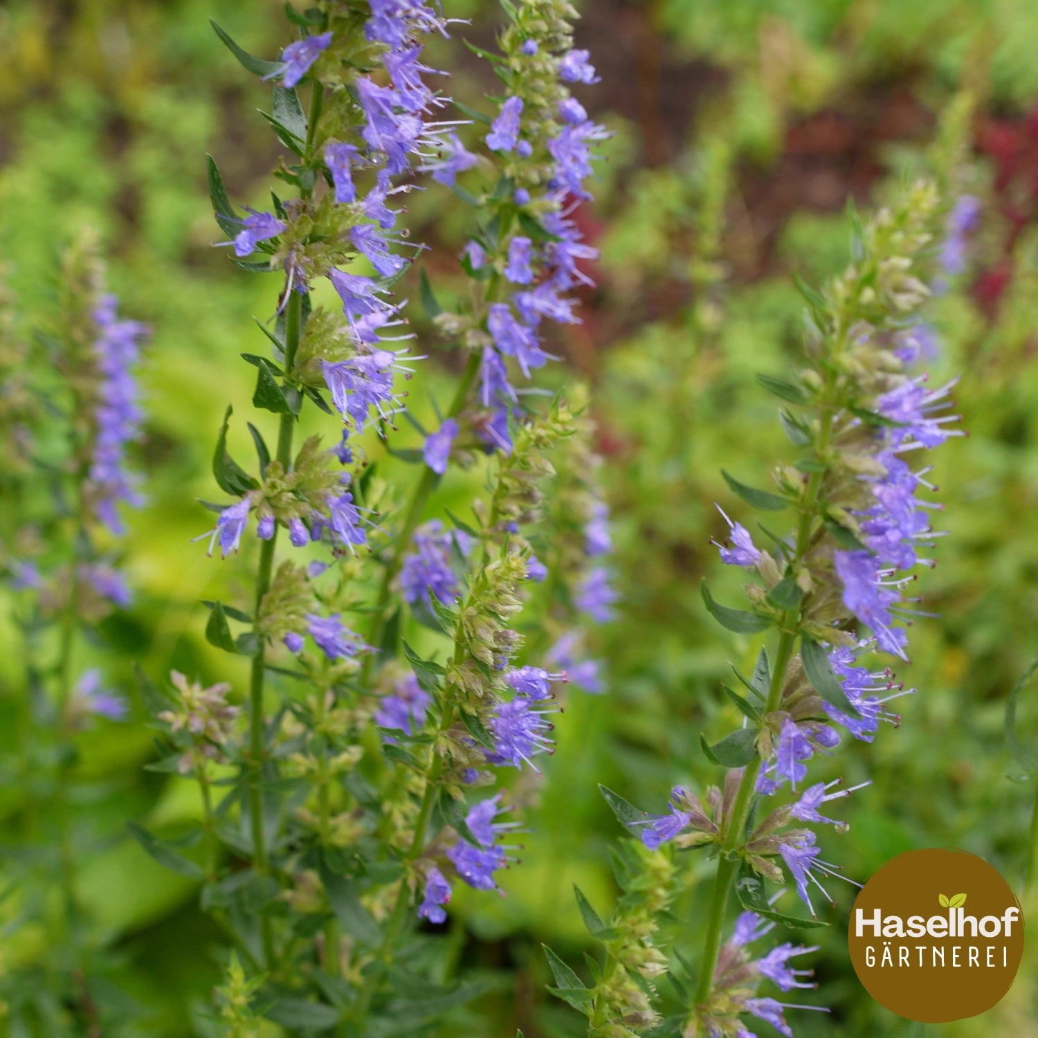Hysope officinale