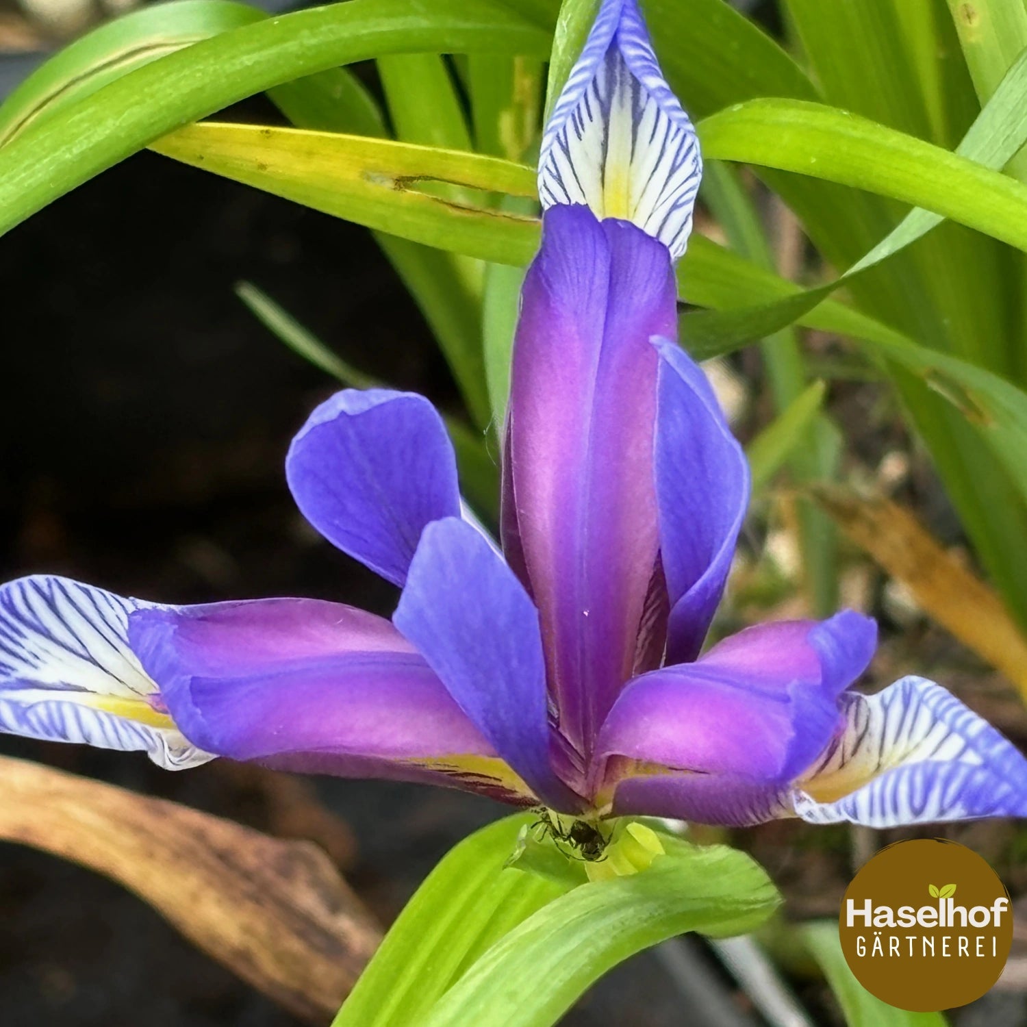 Iris à feuilles de graminée