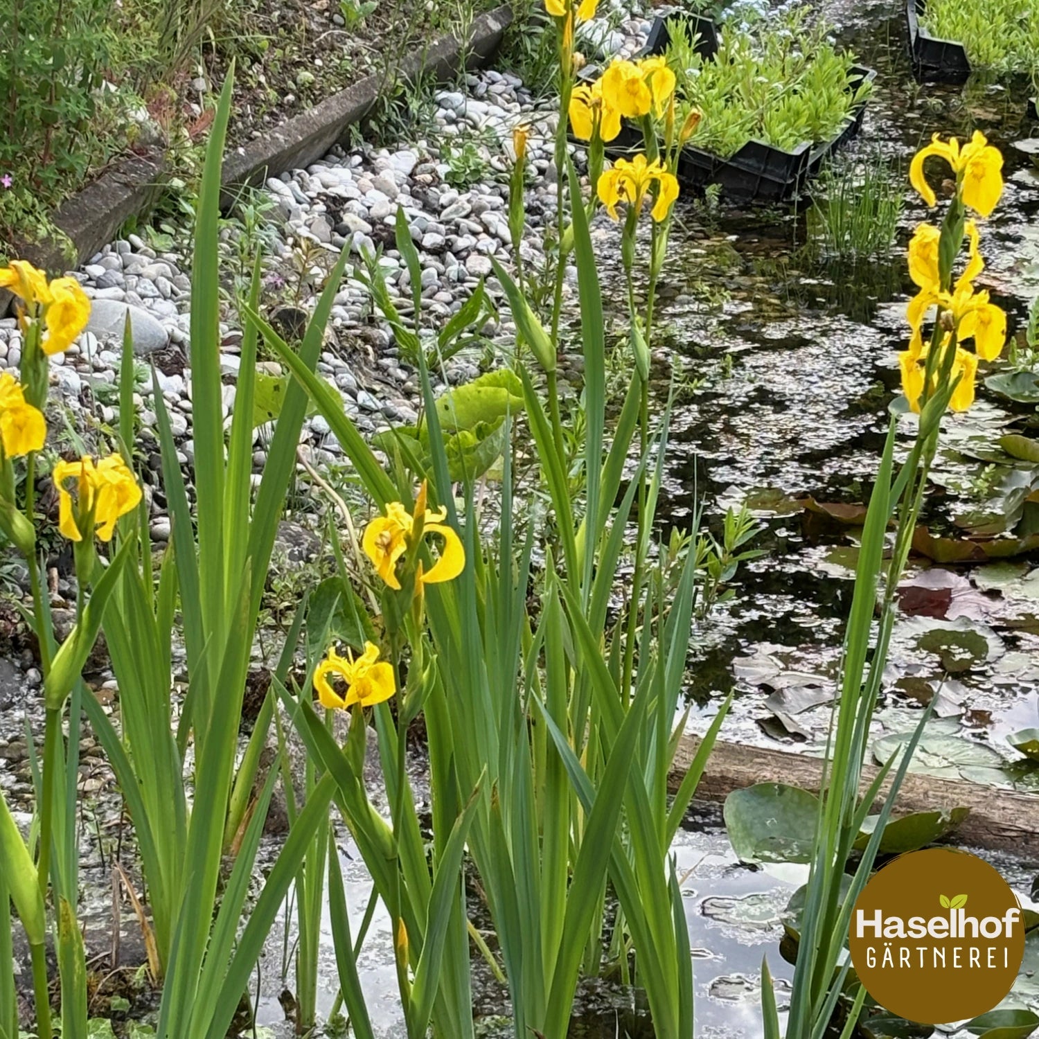 Iris pseudacorus