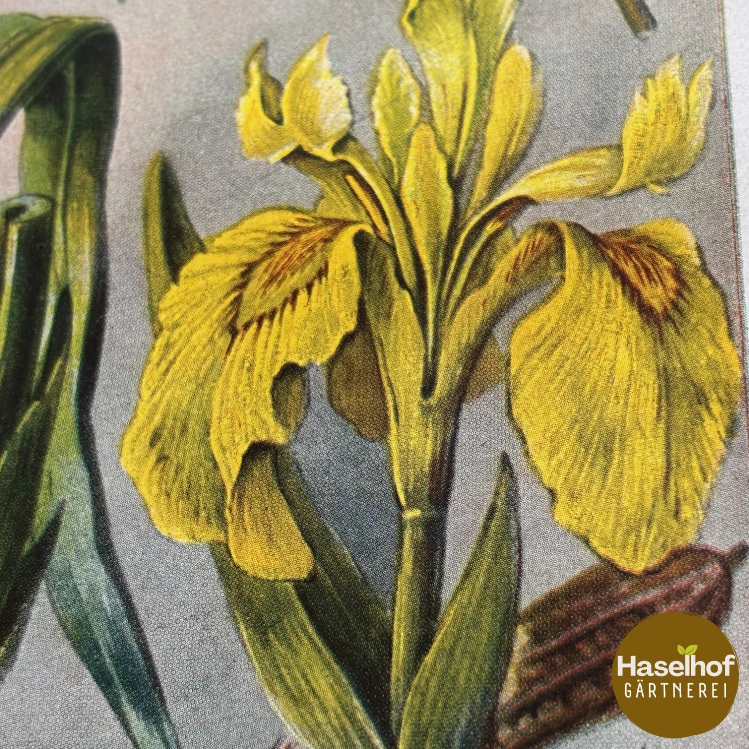 Iris pseudacorus