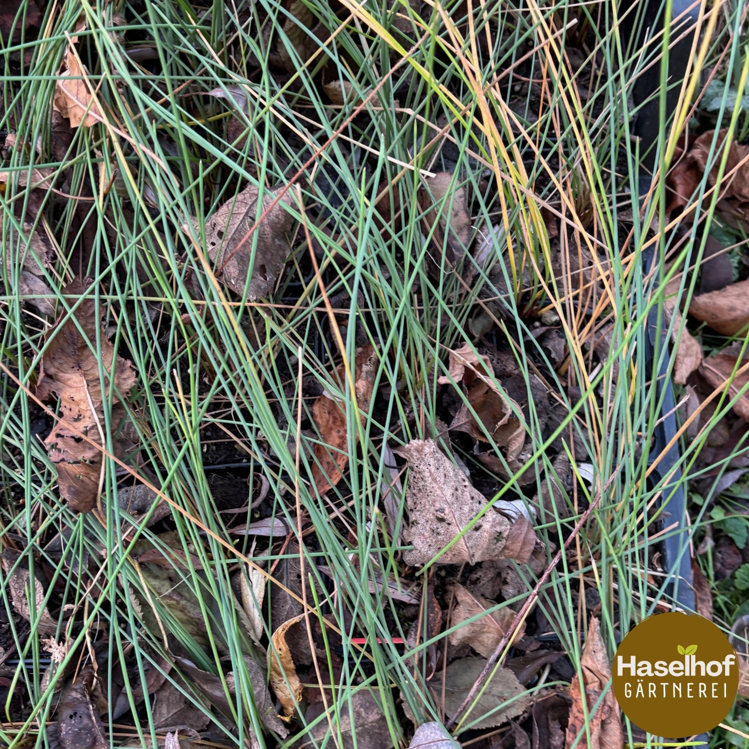 Juncus atriculatus