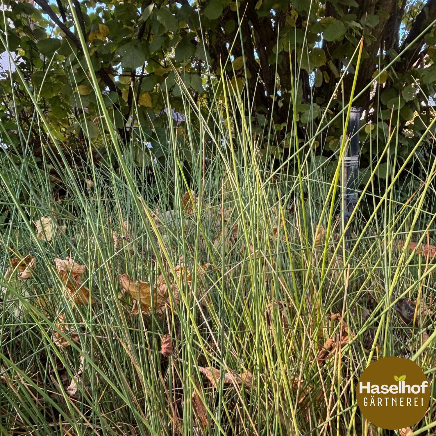Juncus inflexus (J. glaucus)