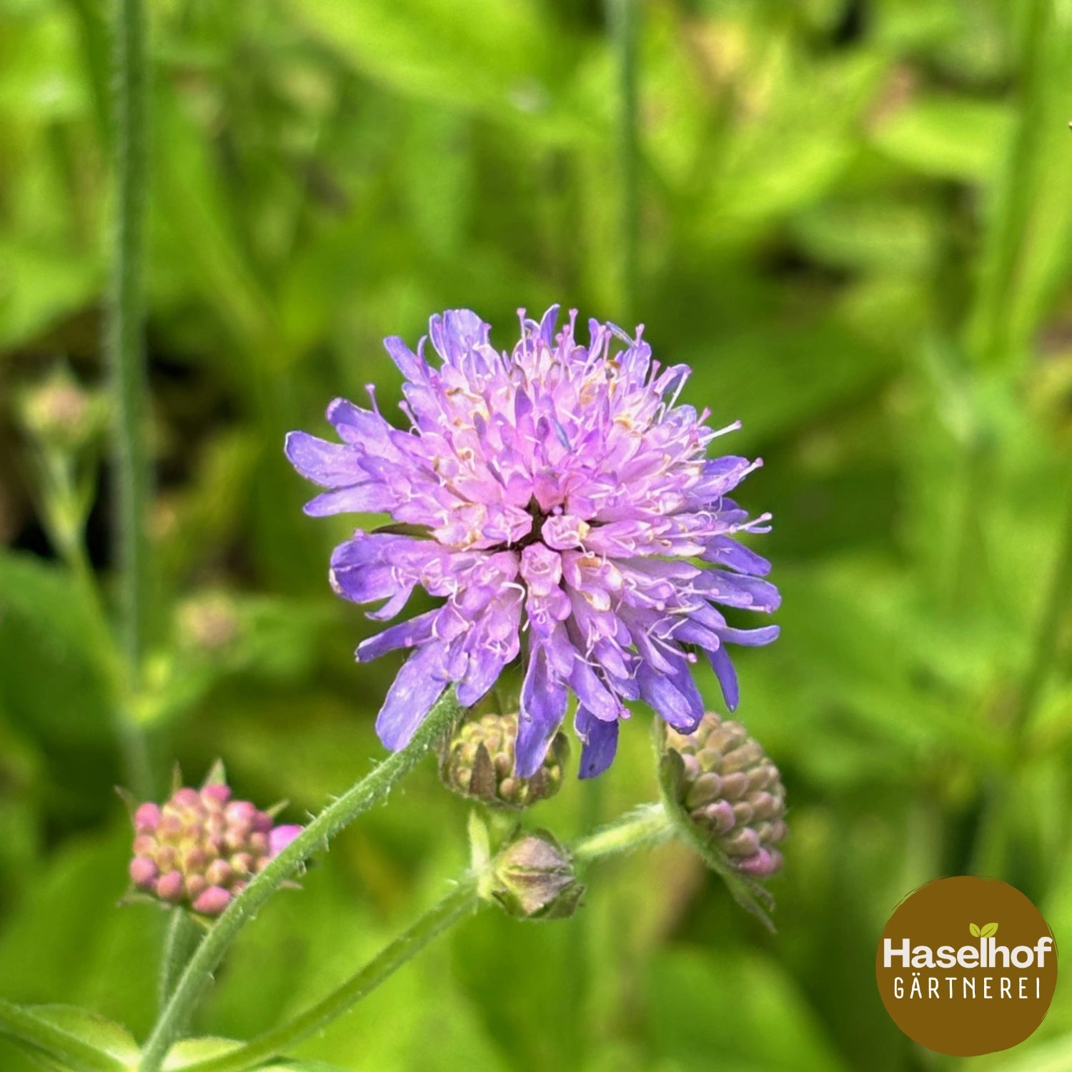 Knautia dipsacifolia