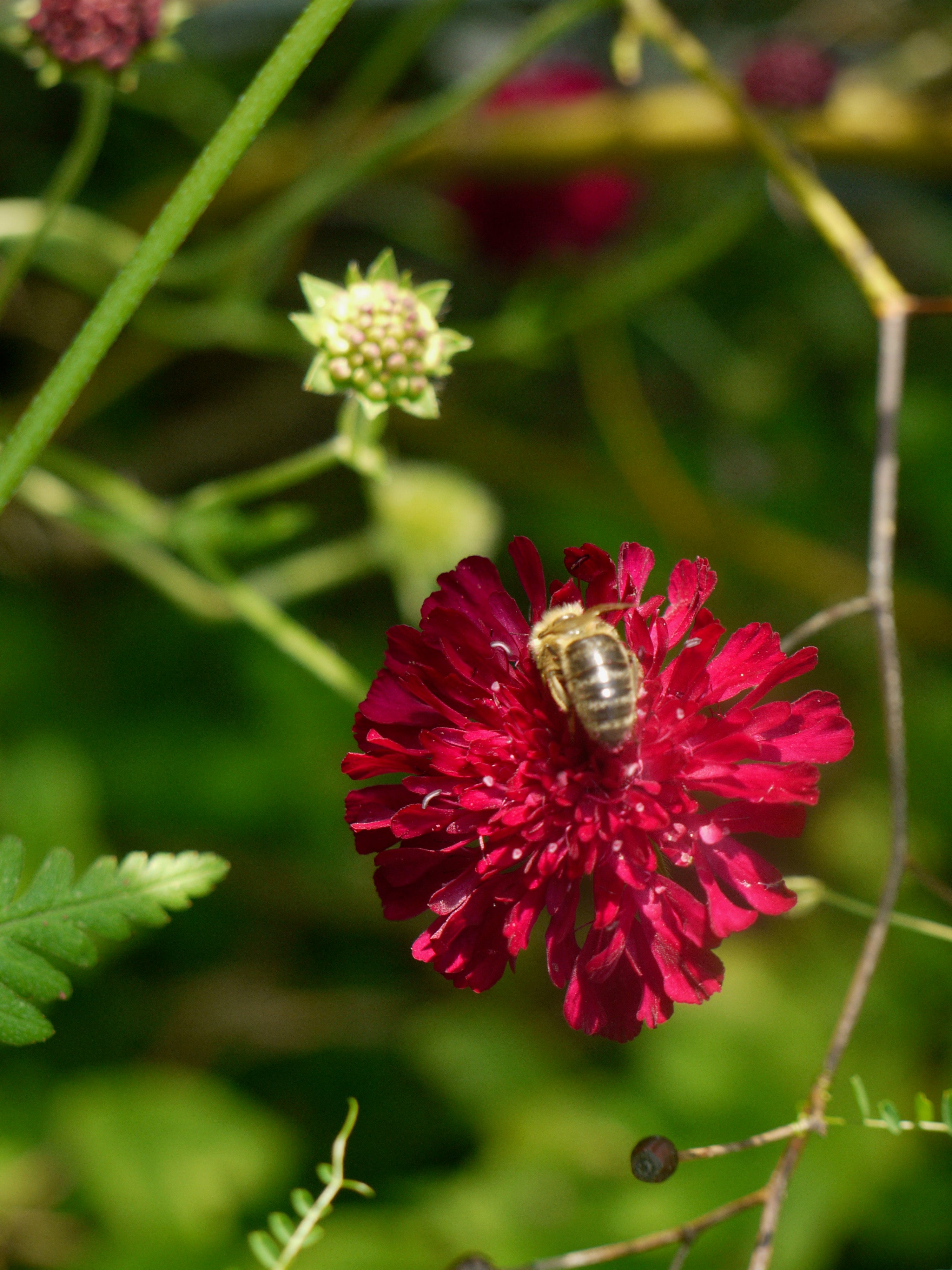 Knautia macedonica