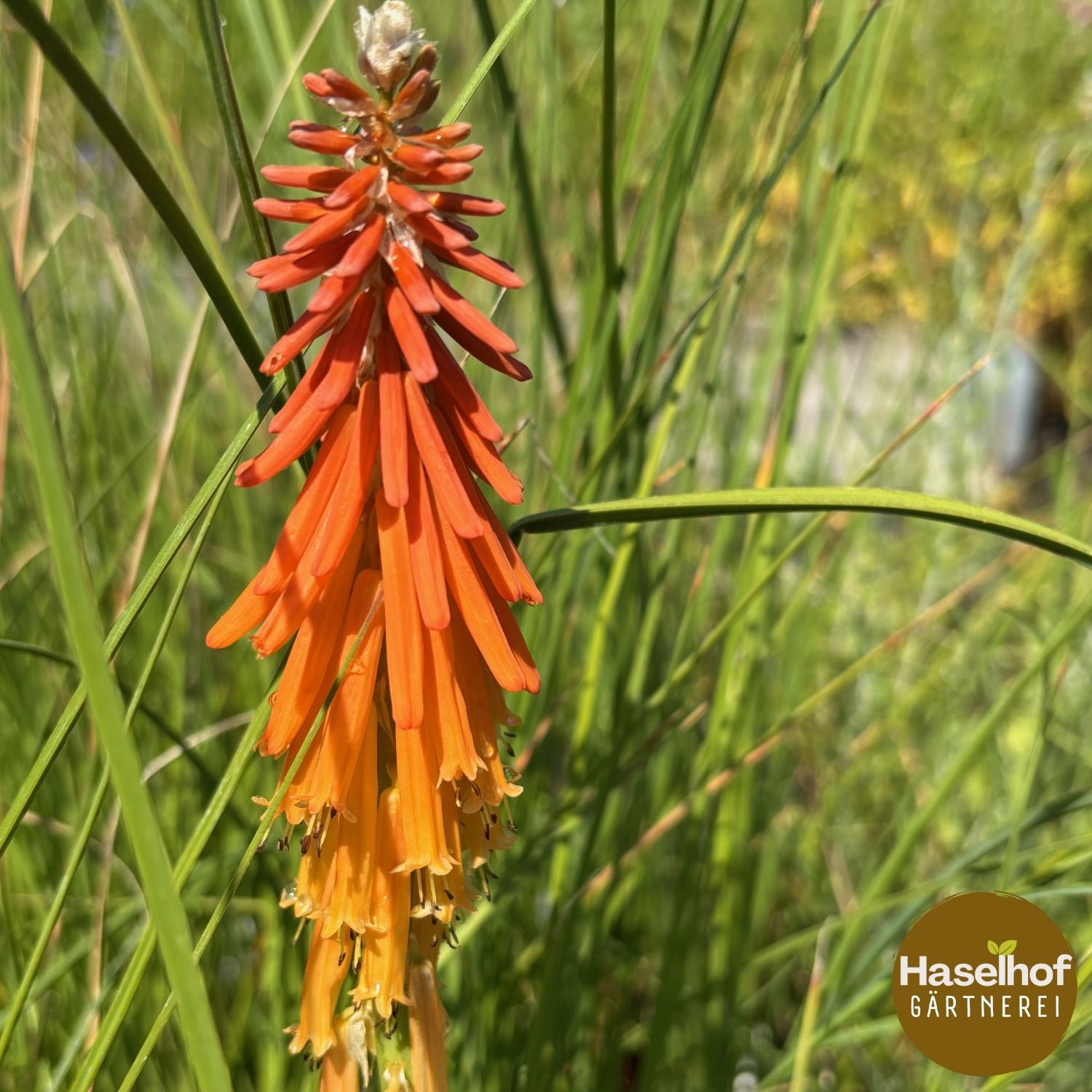 Kniphofia galpinii
