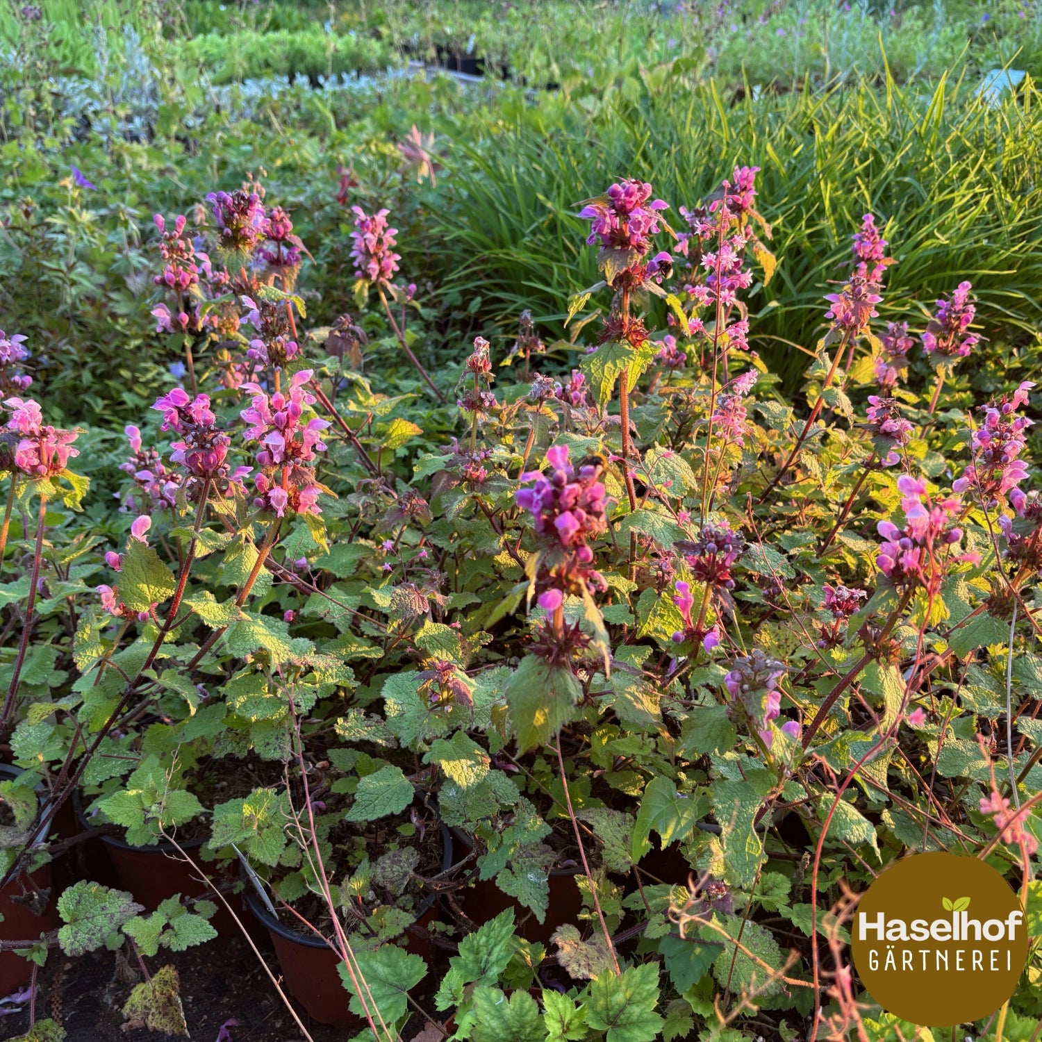 Lamium maculatum