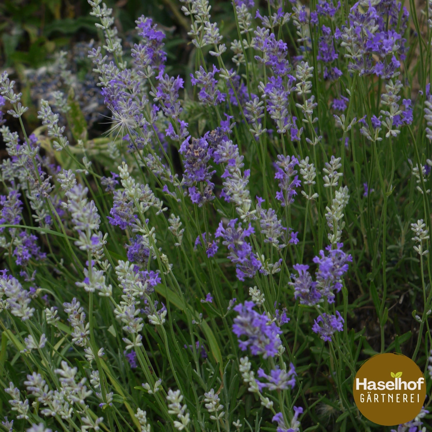 Lavandula angustifolia