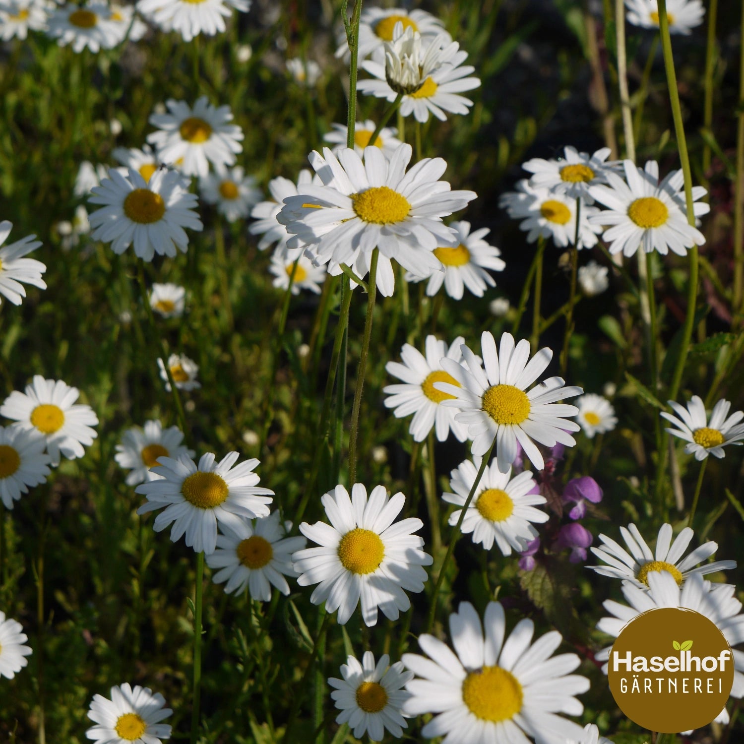 Leucanthemum vulgare