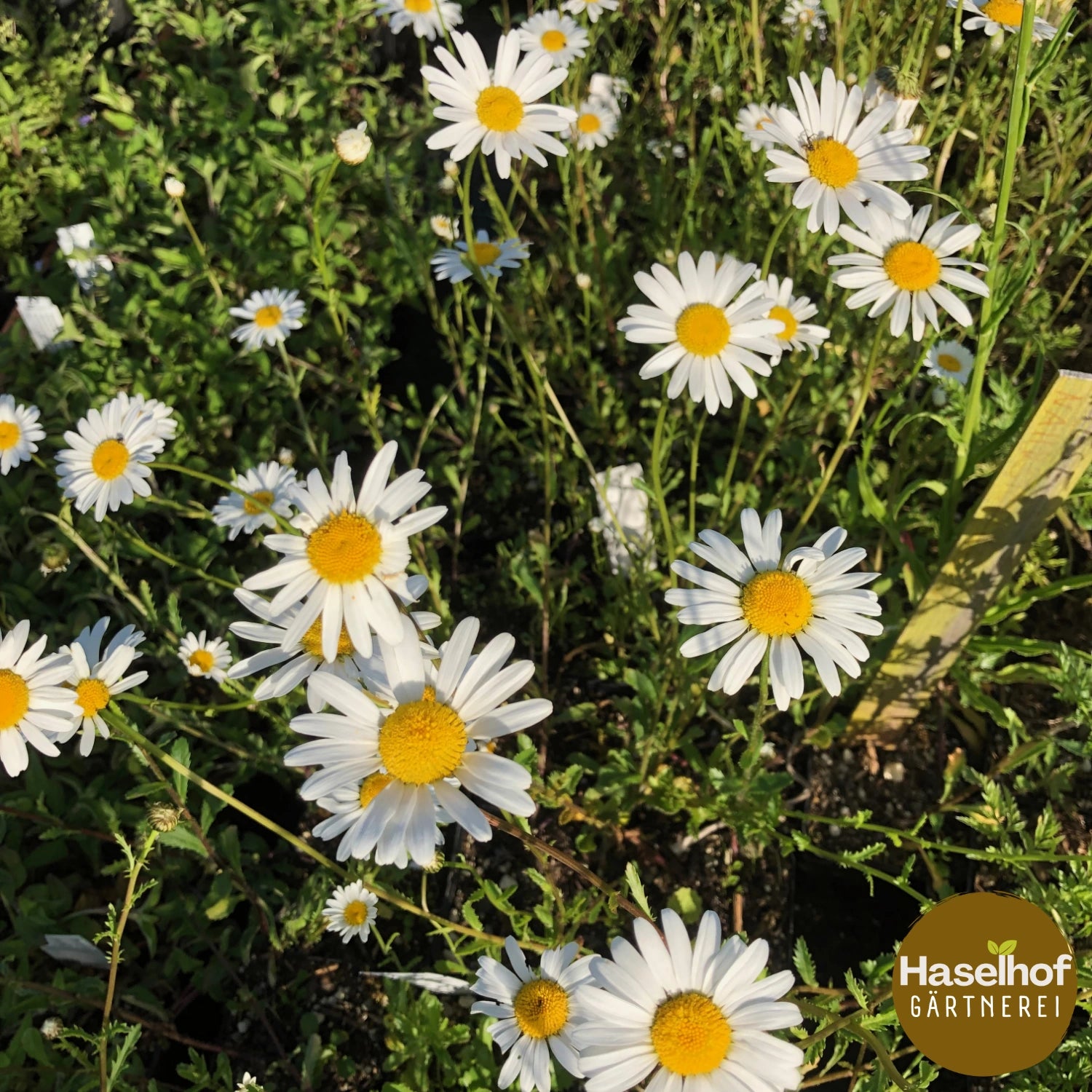 Leucanthemum vulgare