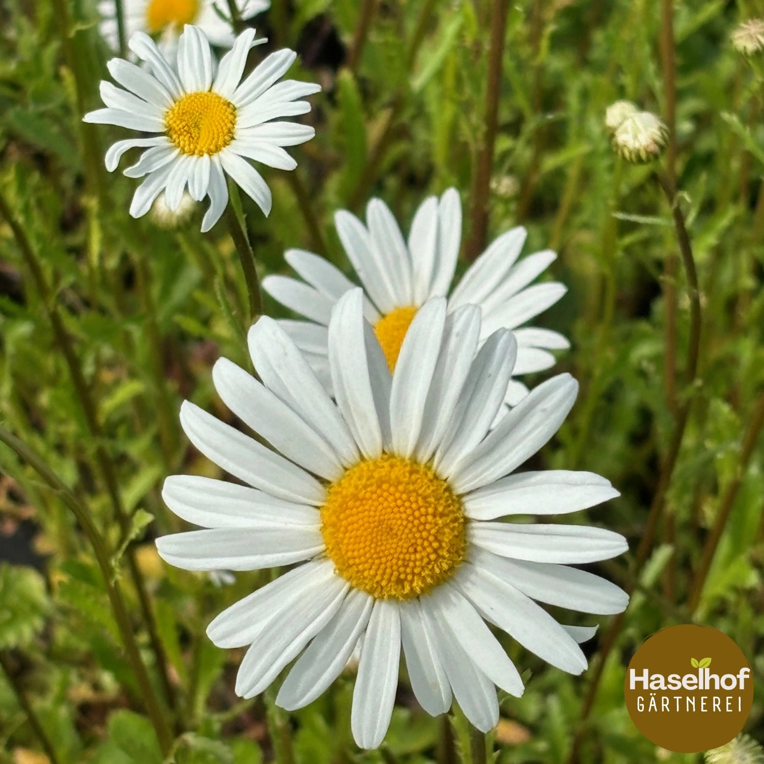 Leucanthemum vulgare