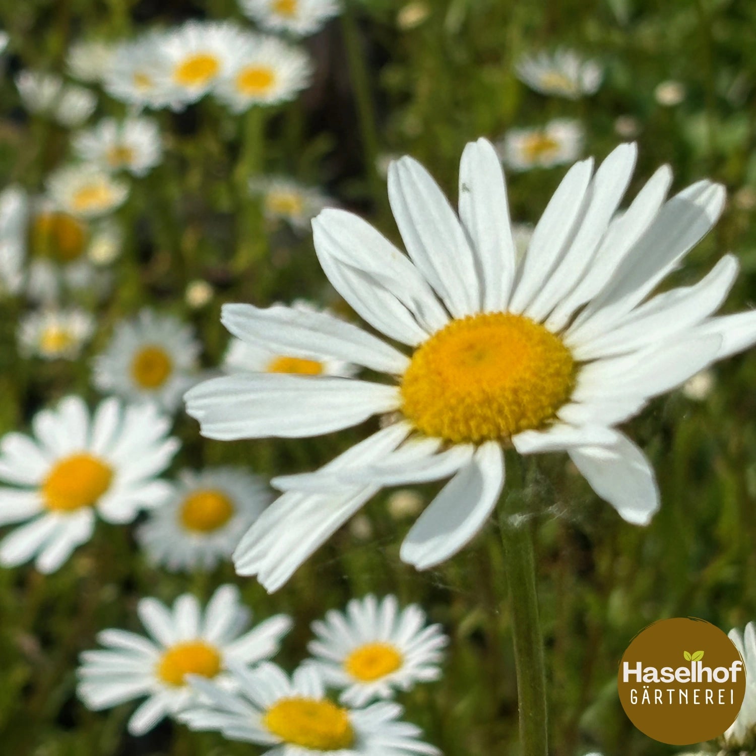 Leucanthemum vulgare