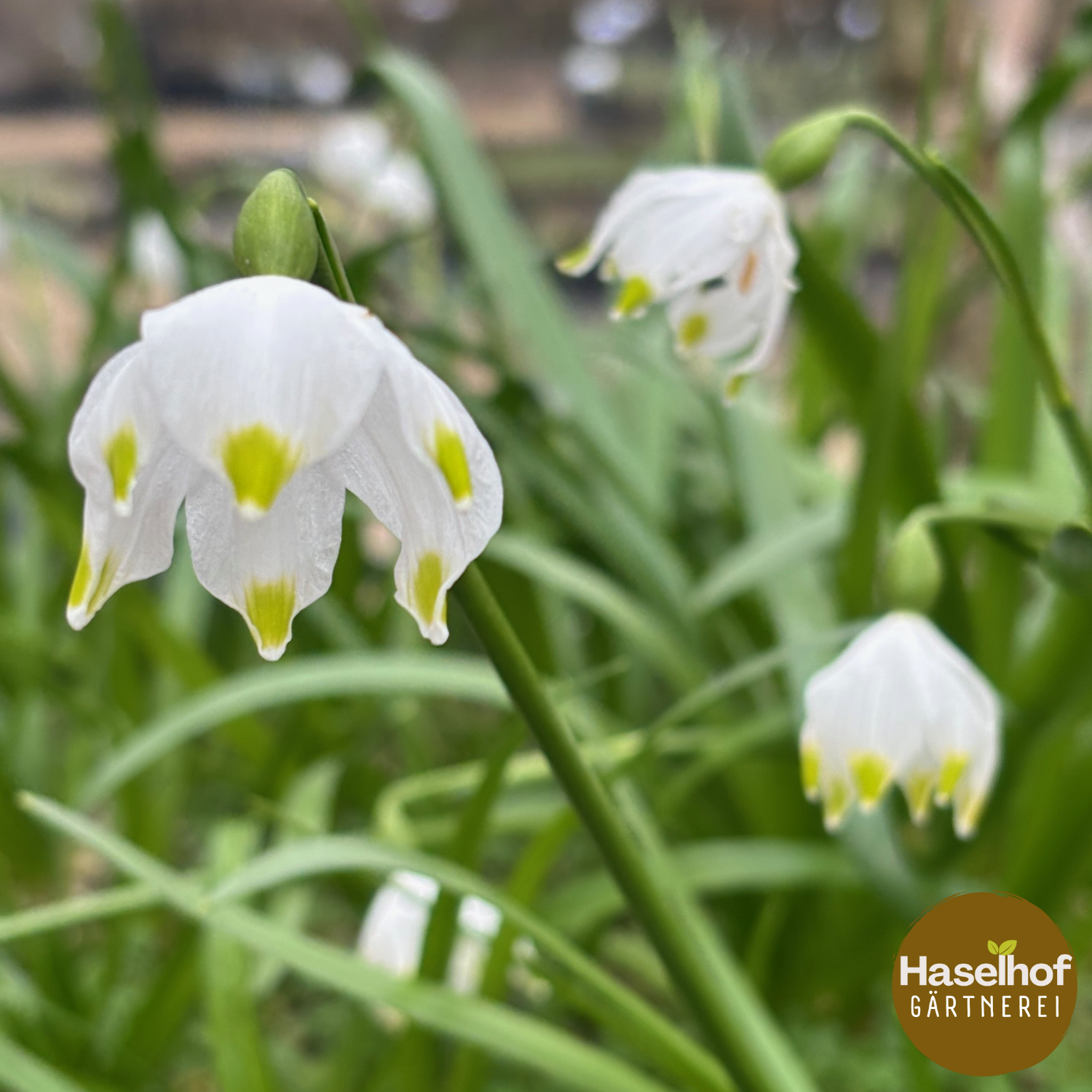 Leucojum vernum (forme de jardin)