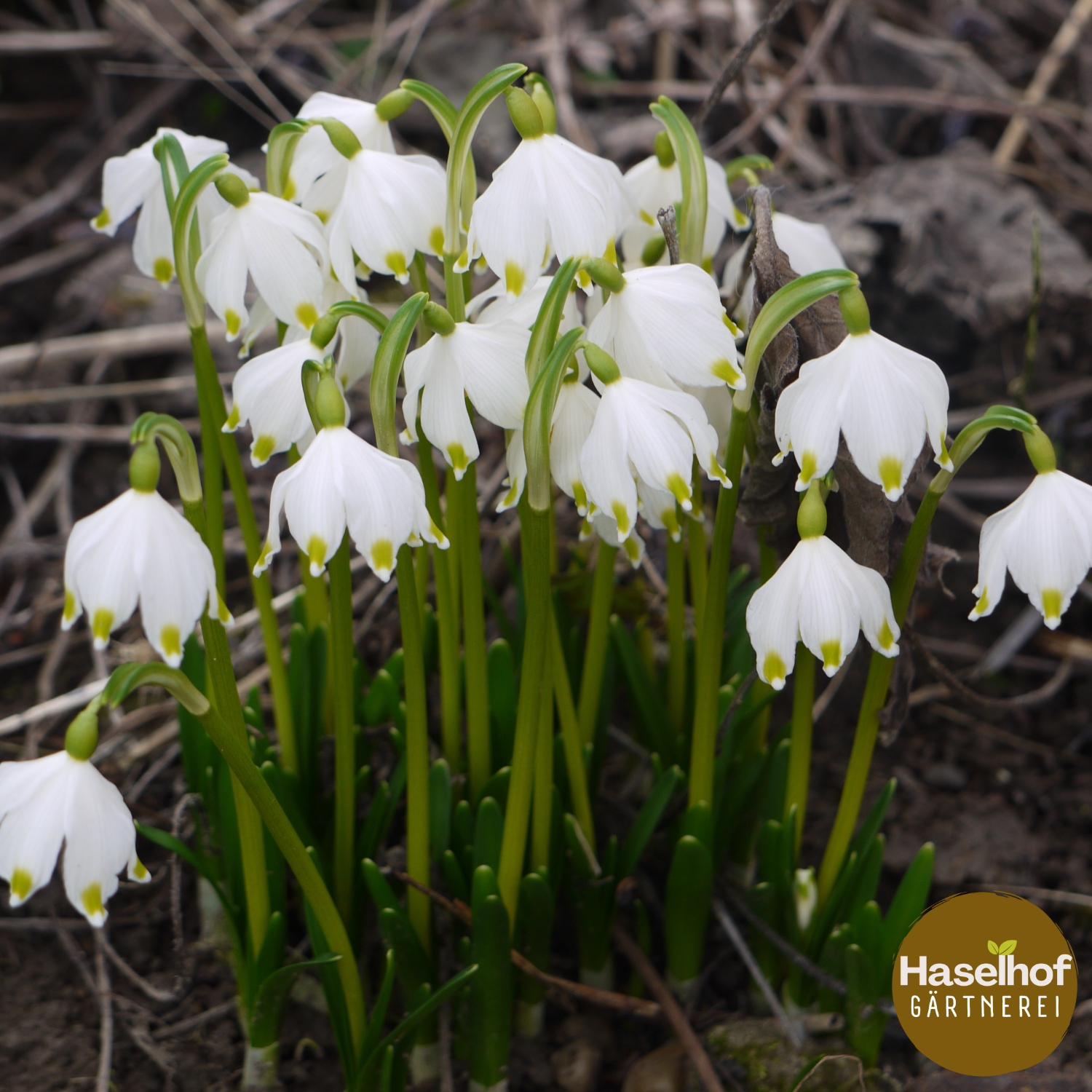 Leucojum vernum (forme de jardin)