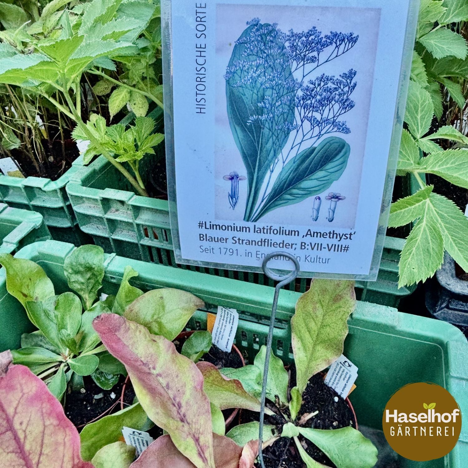 Limonium latifolium 'Amethyst'
