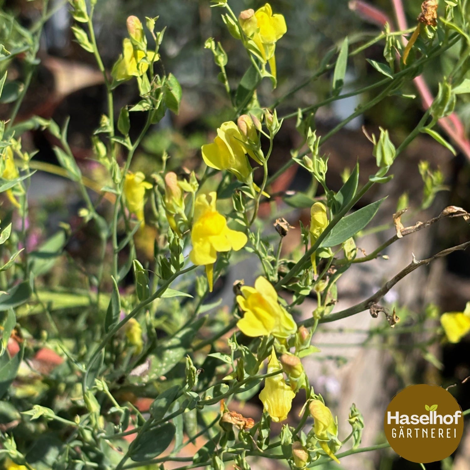 Linaria genistifolia ssp. dalmatica