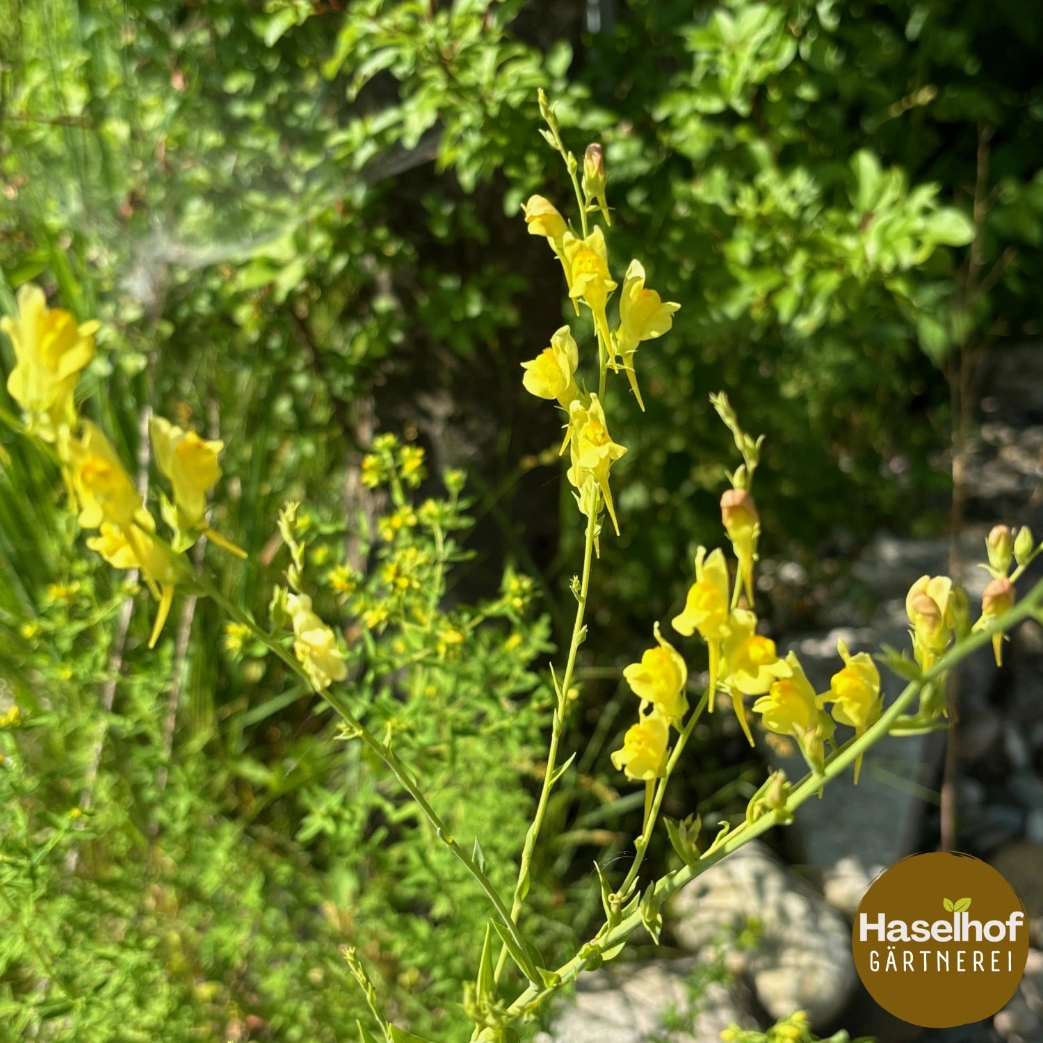 Linaria genistifolia ssp. dalmatica