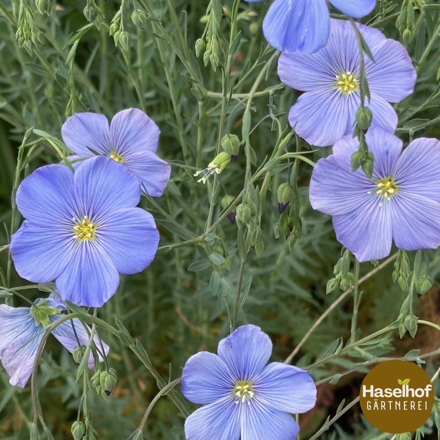 Linum alpinum