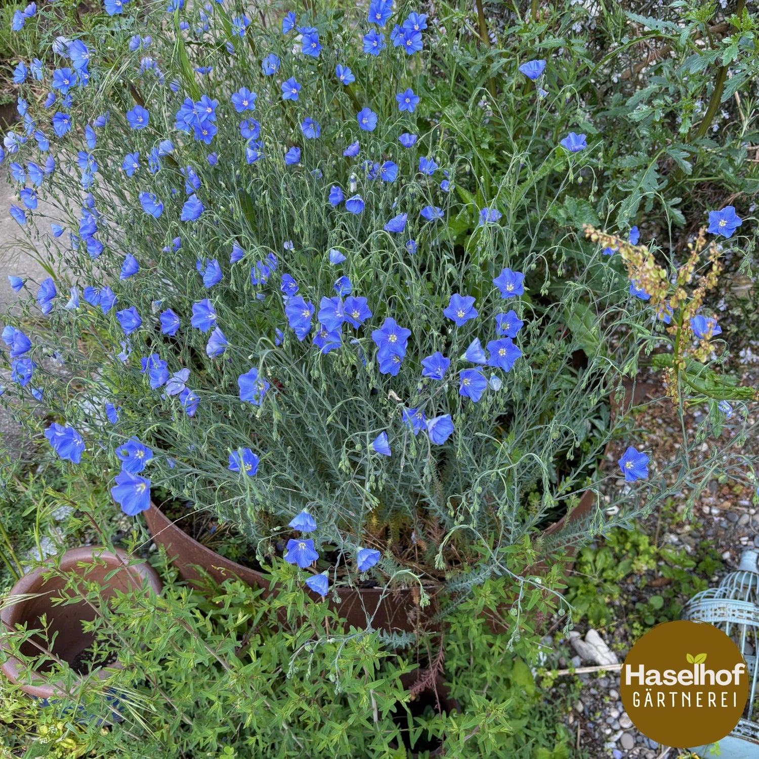 Linum alpinum
