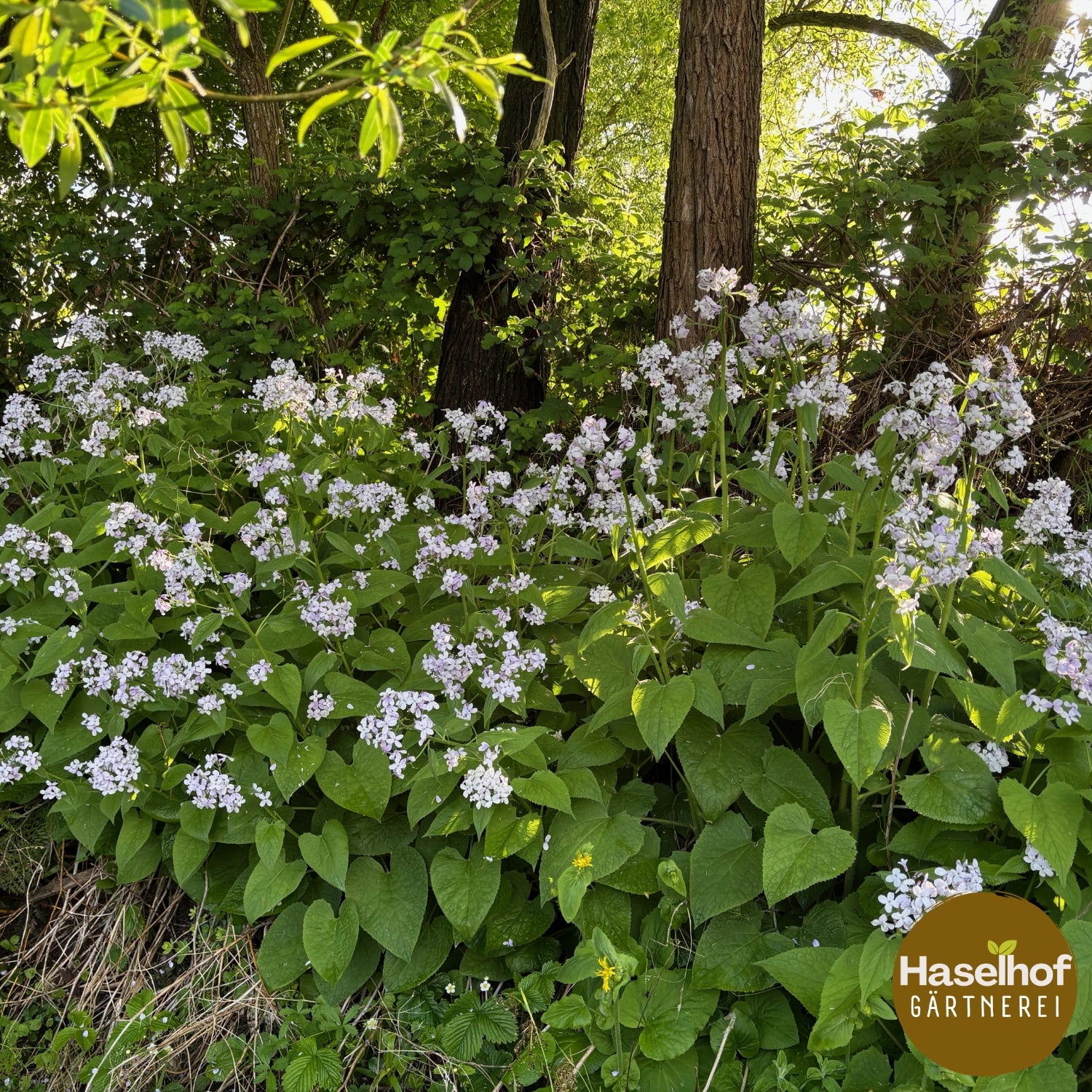 Lunaria rediviva