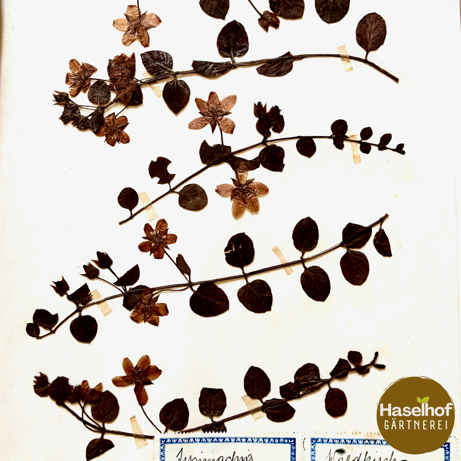 Lysimaque nummulaire
