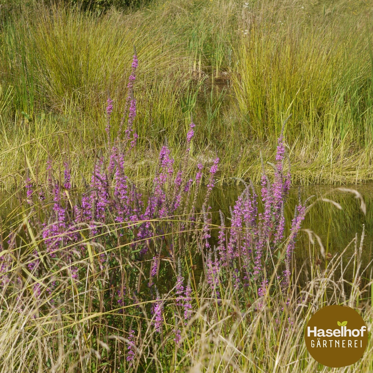 Lythrum salicaria