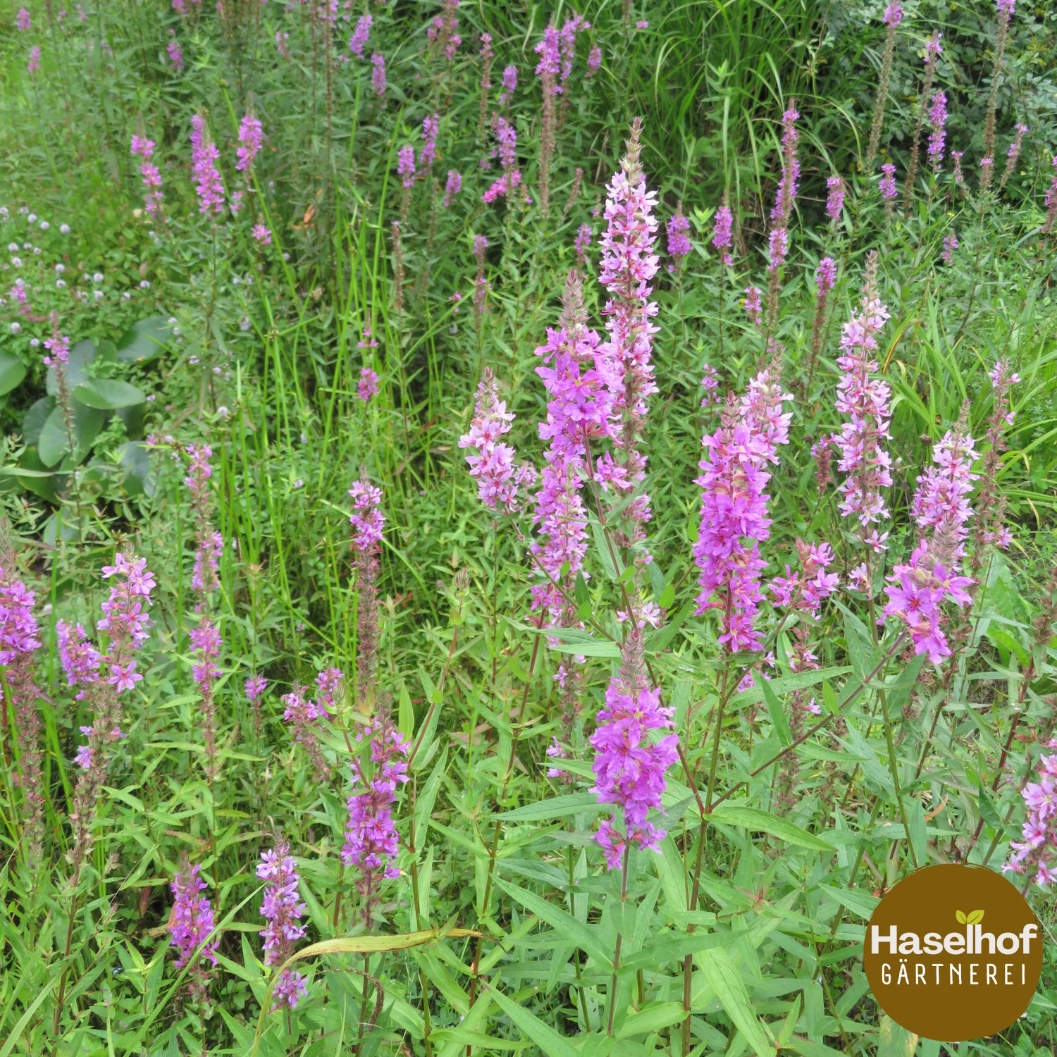 Lythrum salicaria