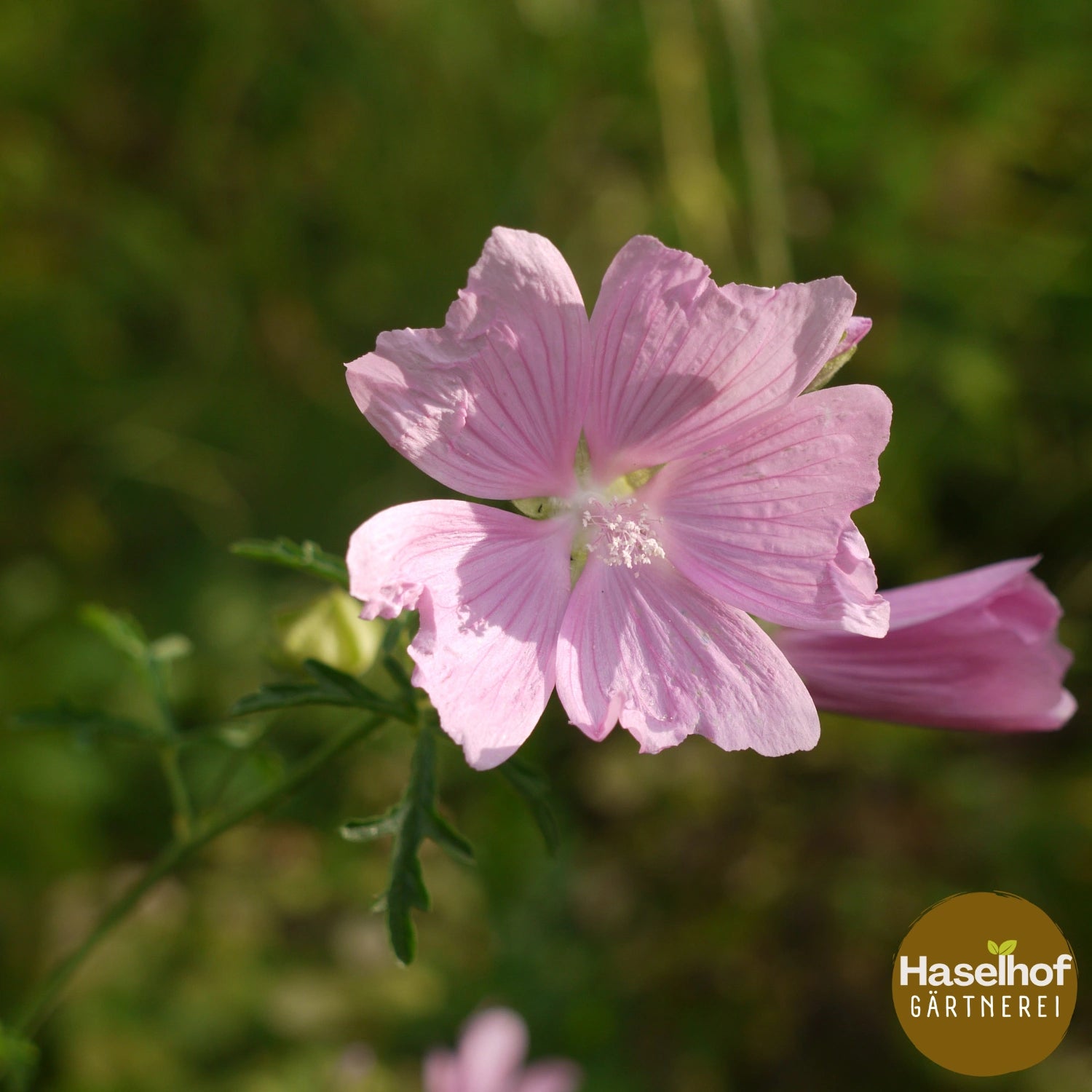 Mauve musquée