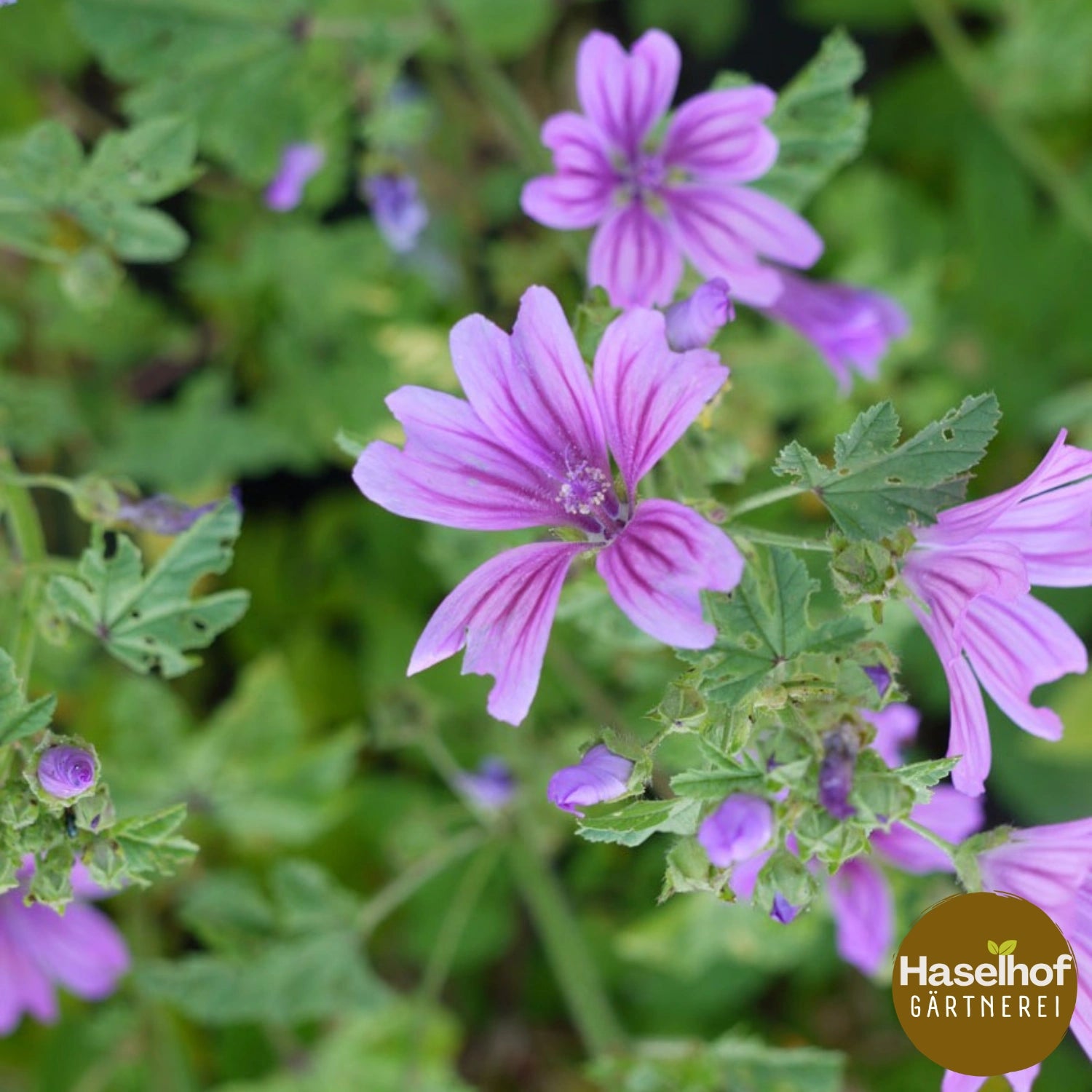Mauve sylvestre