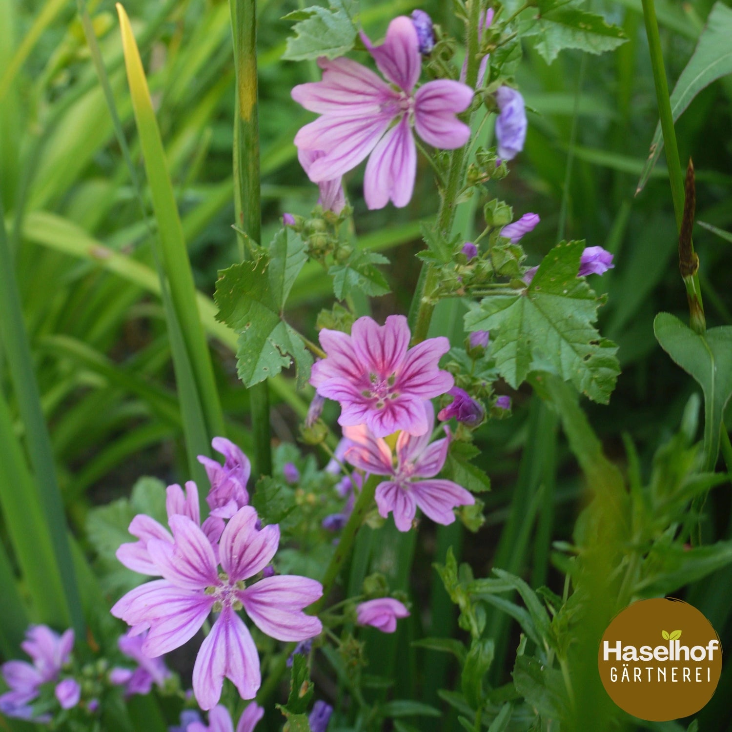 Mauve sylvestre