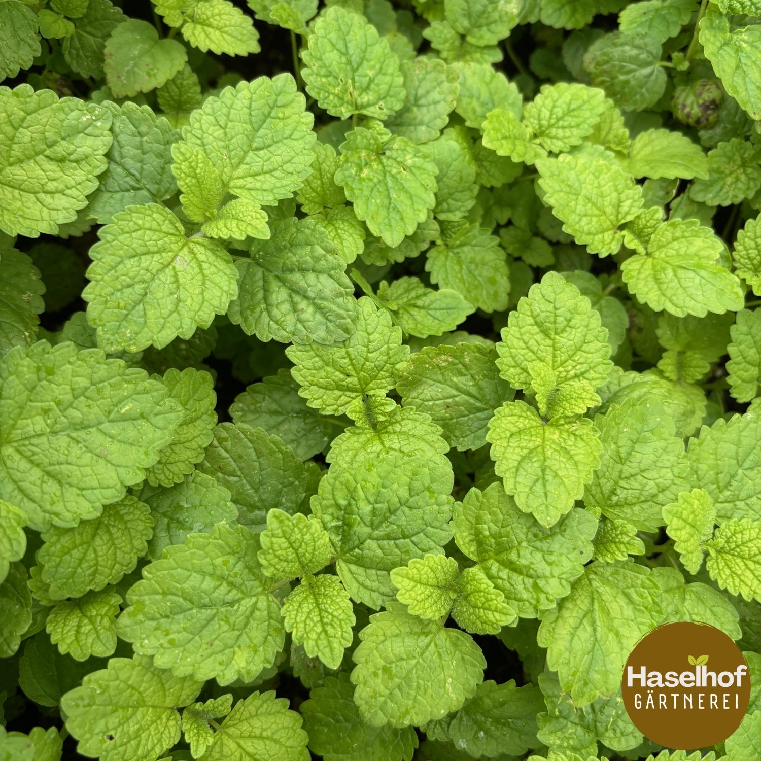 Mélisse officinale