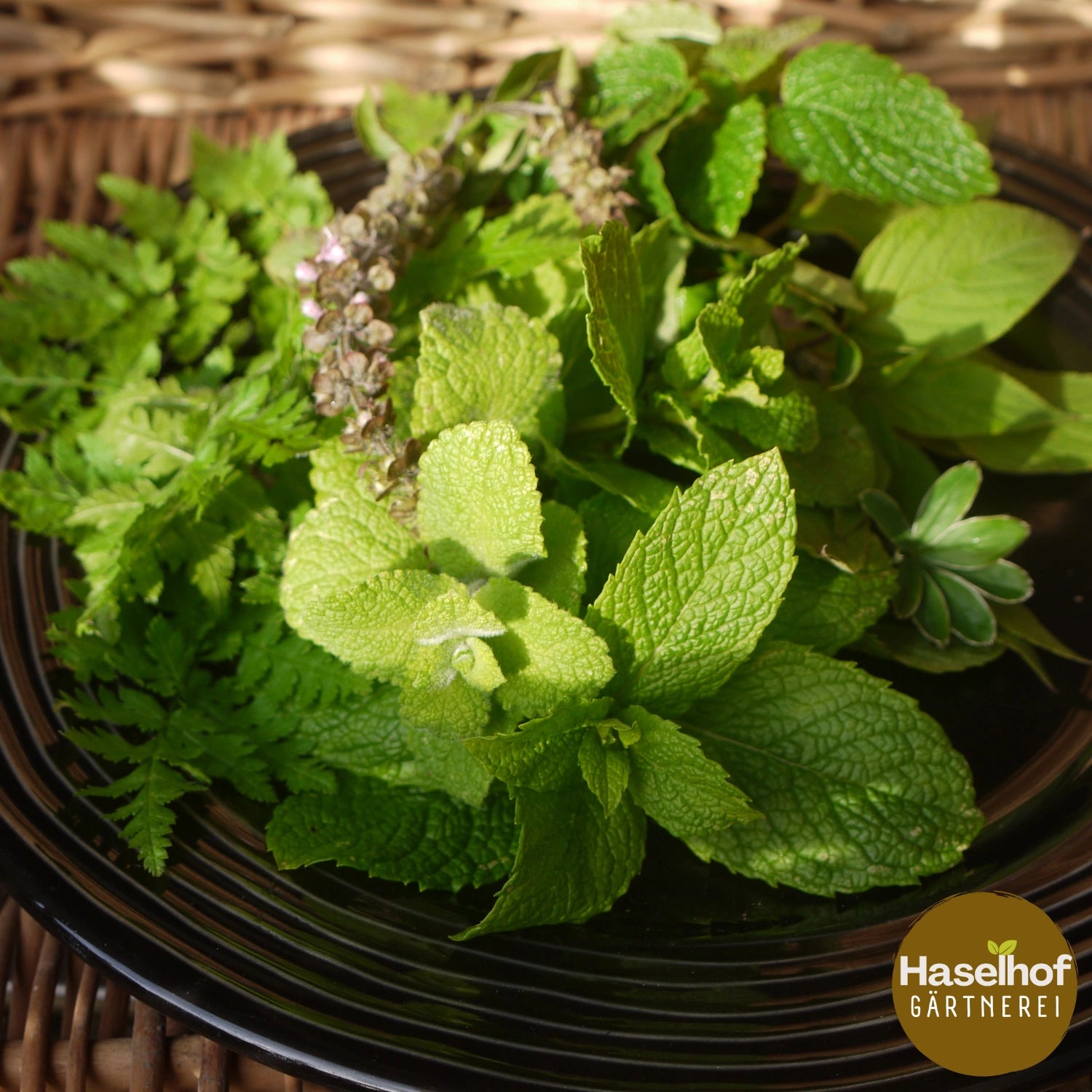Mentha rotundifolia `Pomme`