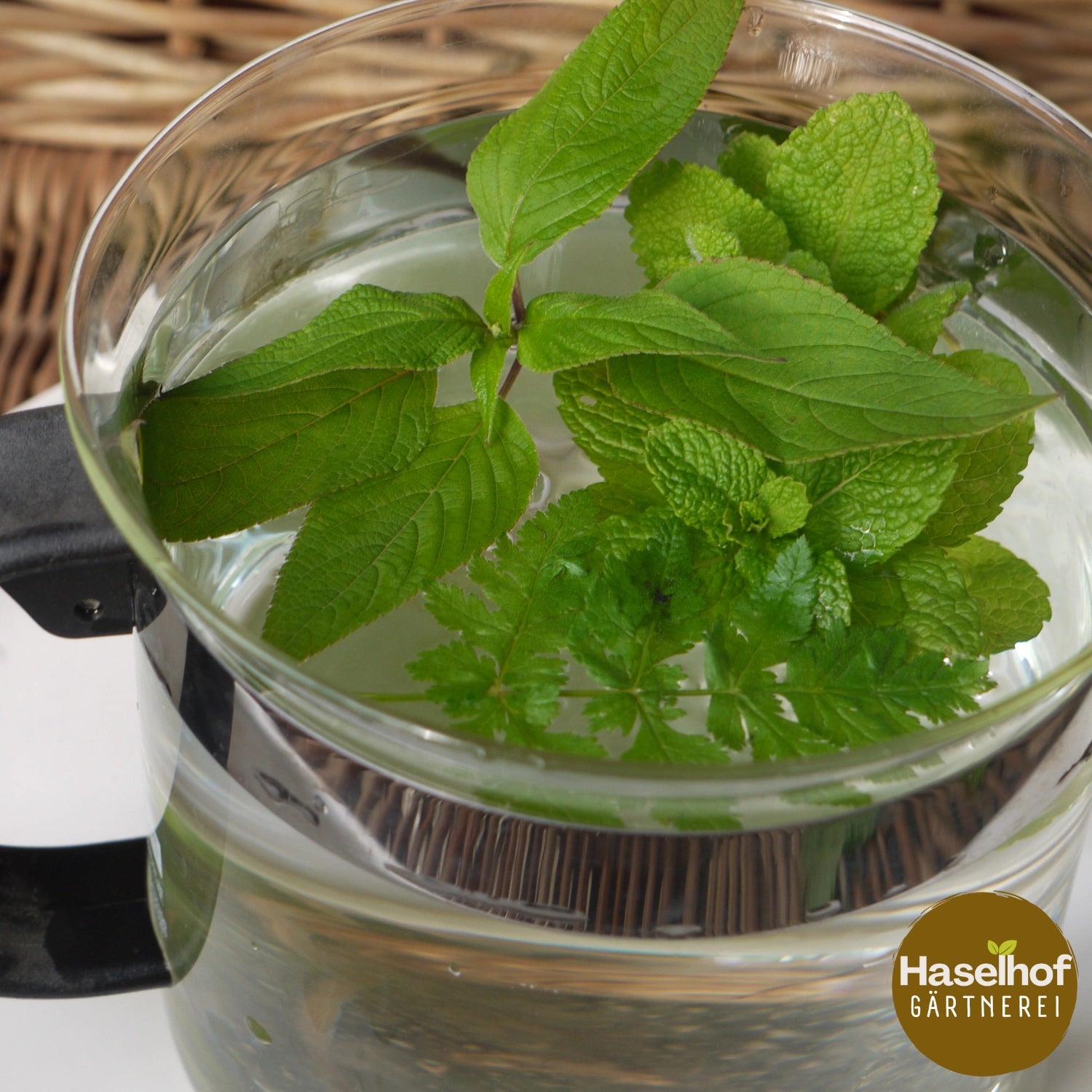 Mentha rotundifolia `Pomme`