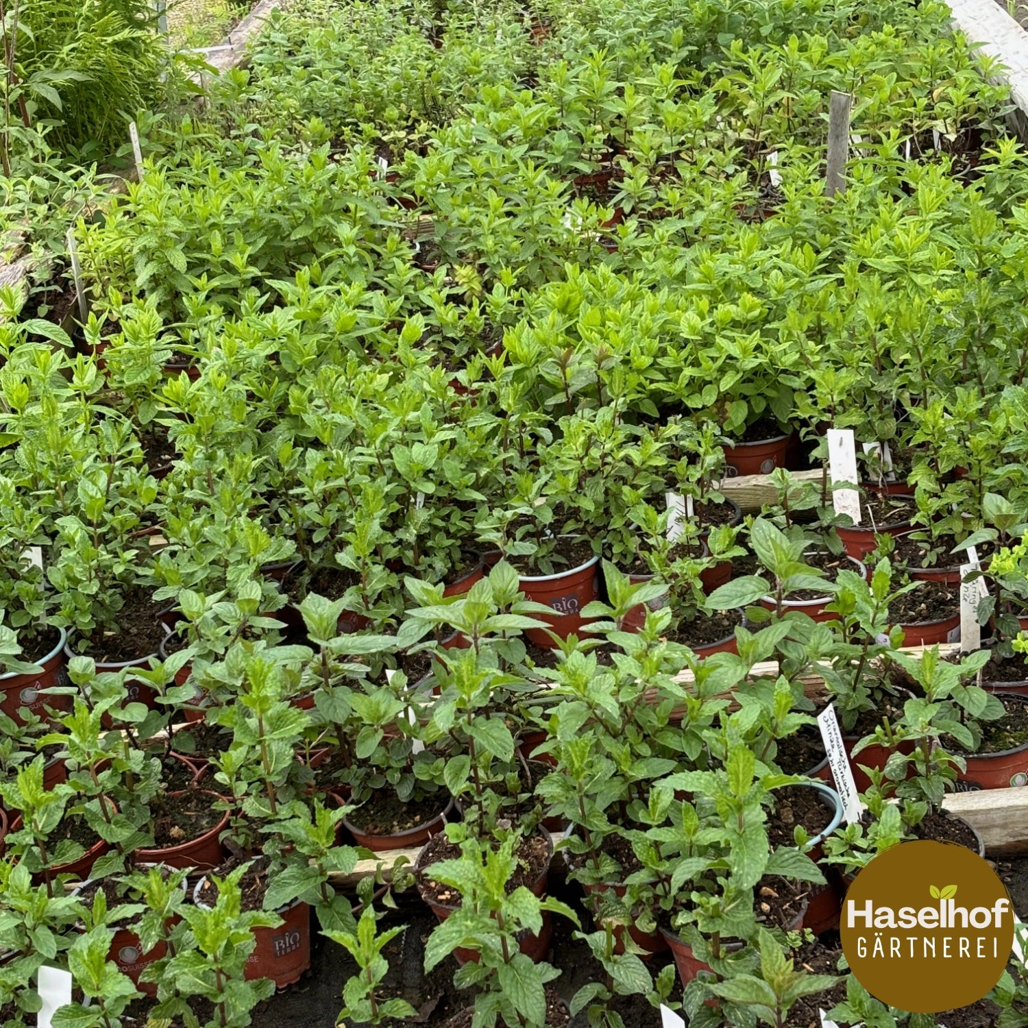 Mentha spicata « Maroc »