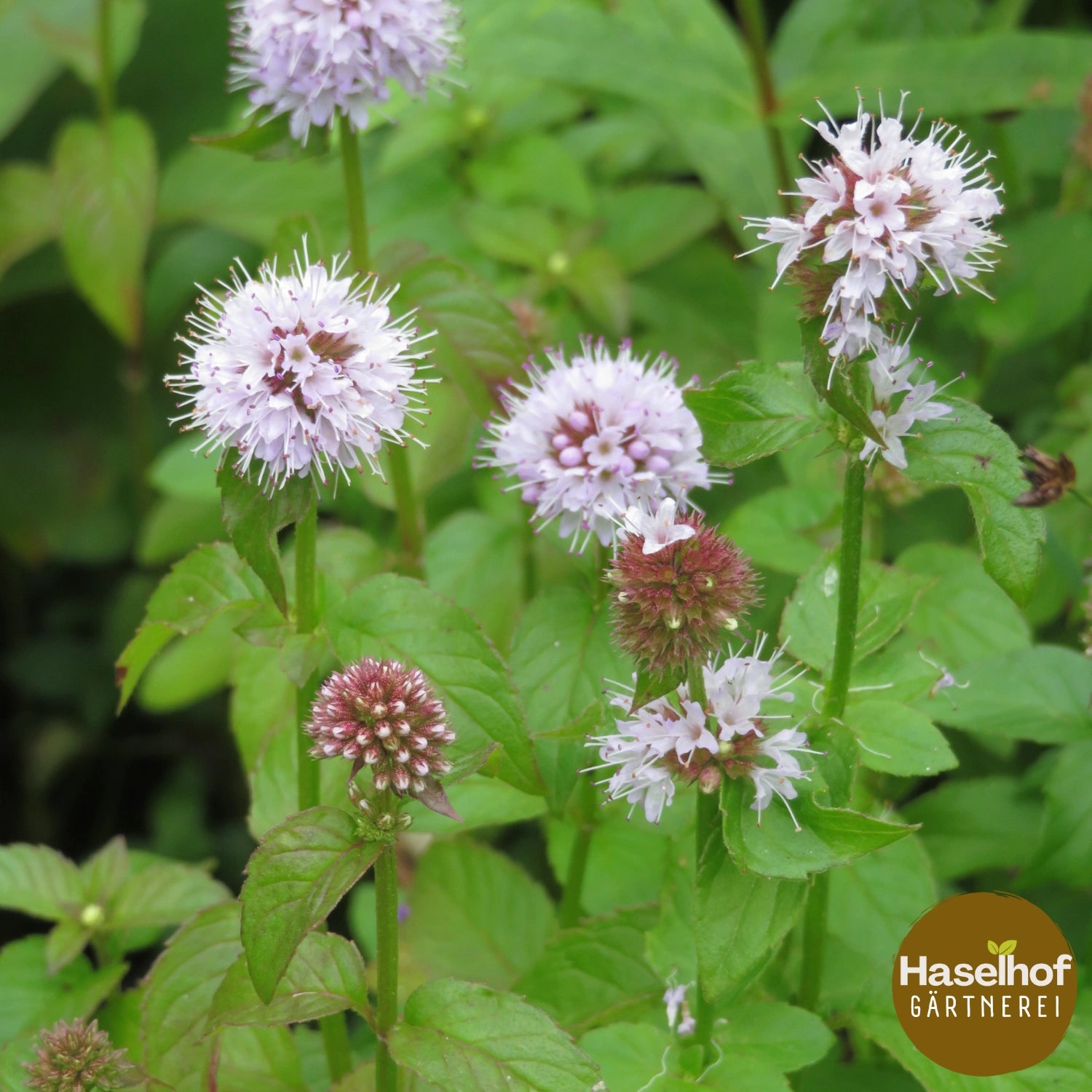 Menthe aquatique