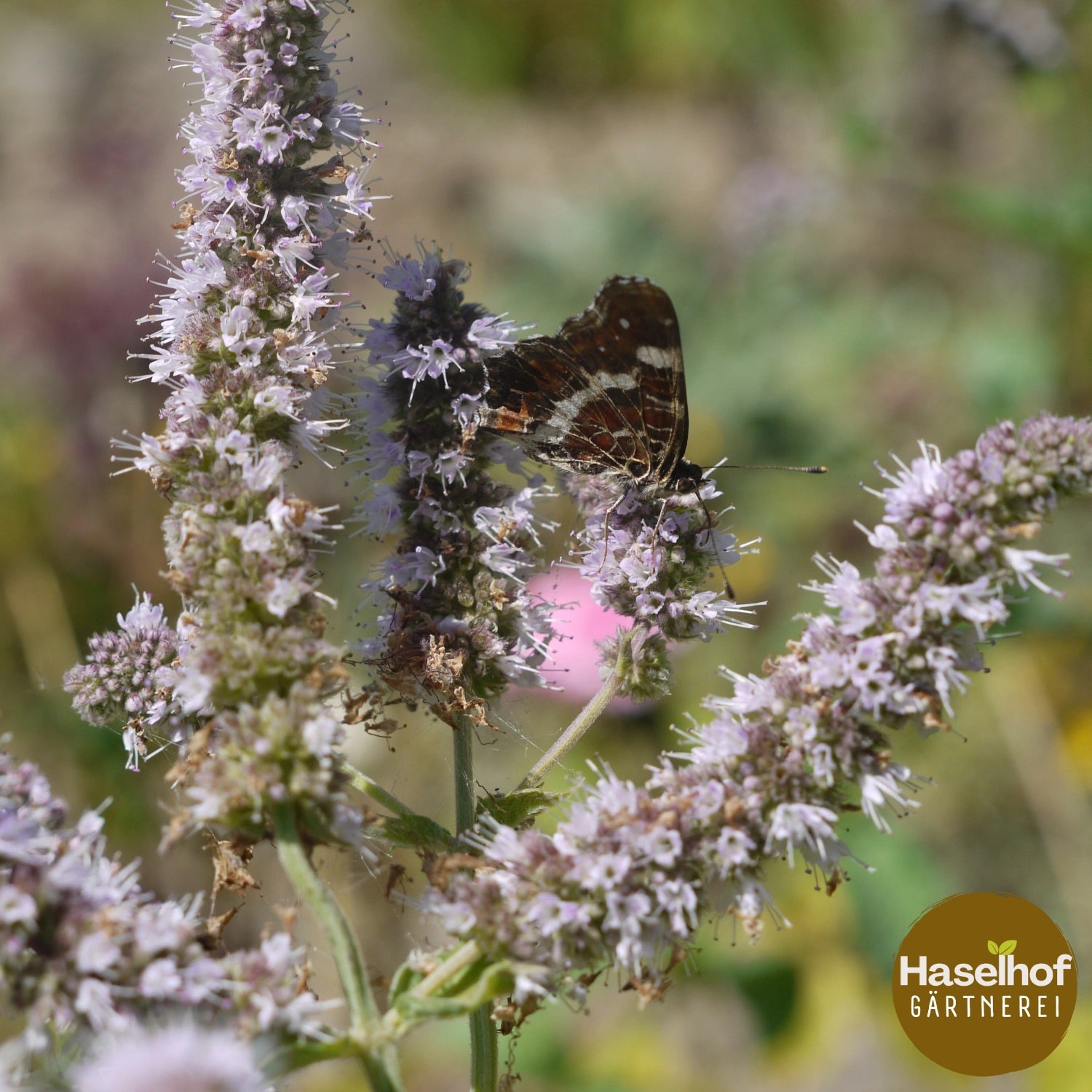 Mentha longifolia