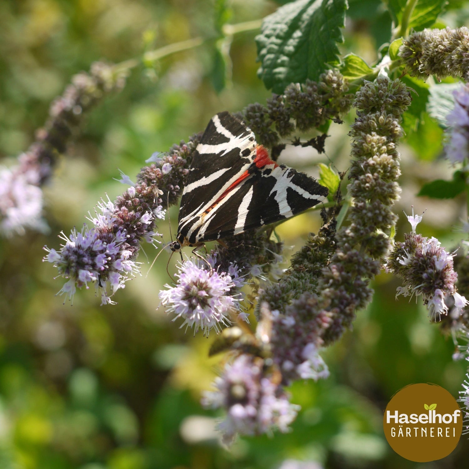 Mentha longifolia