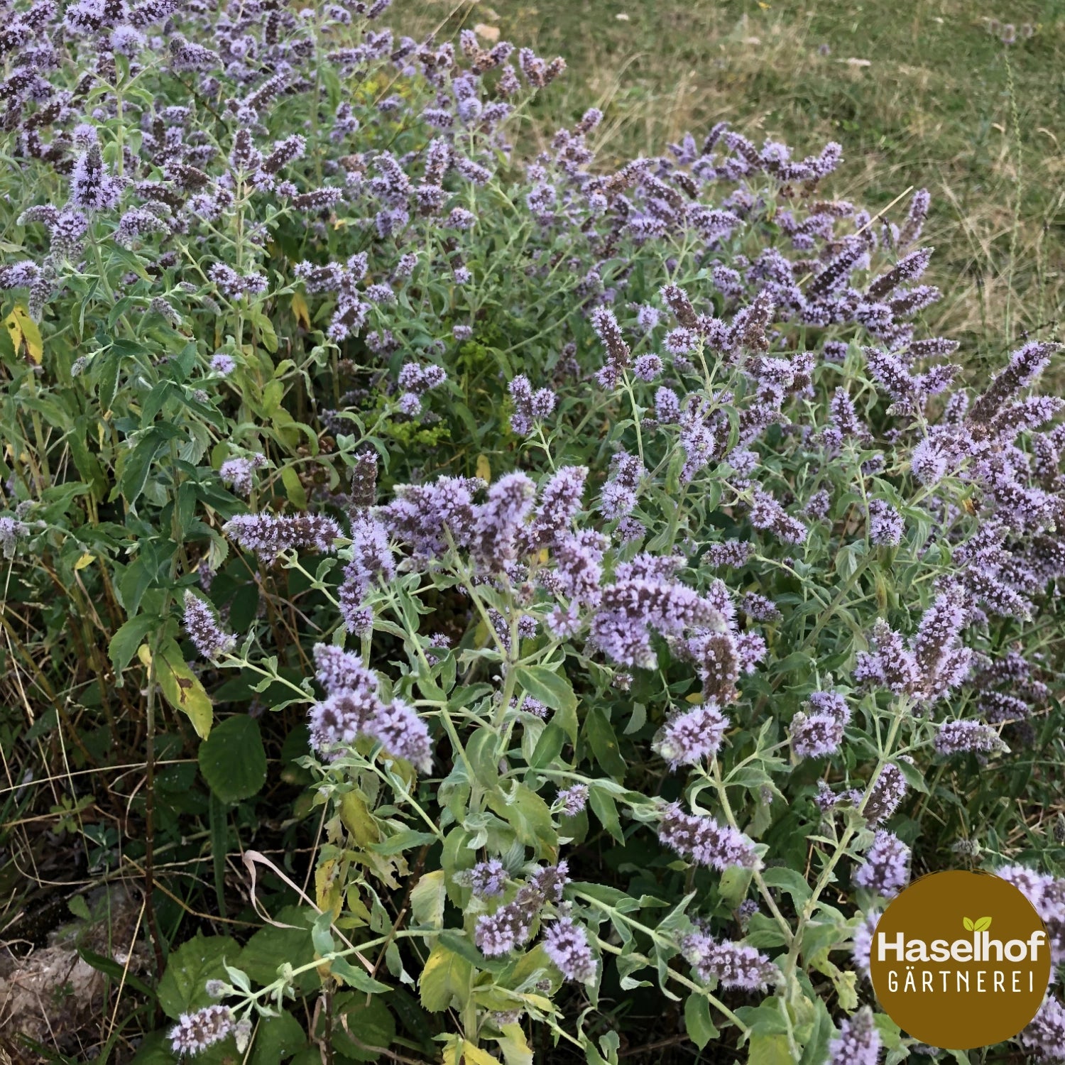 Mentha longifolia