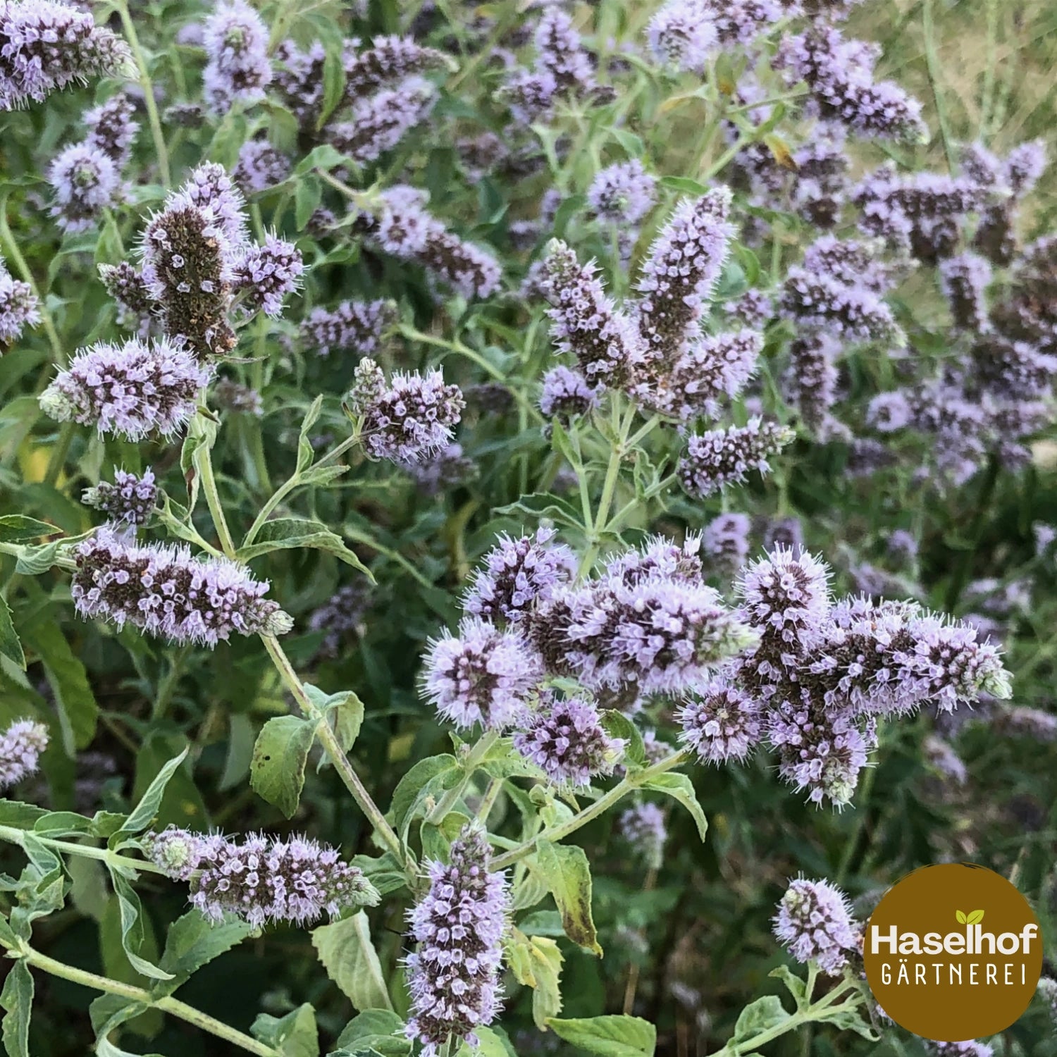 Mentha longifolia