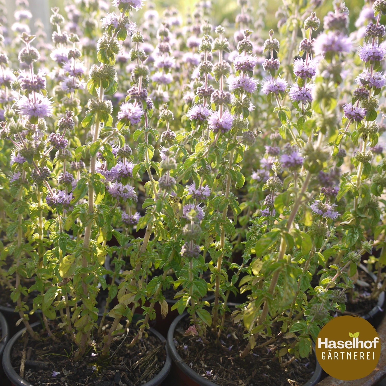 Mentha pulegium