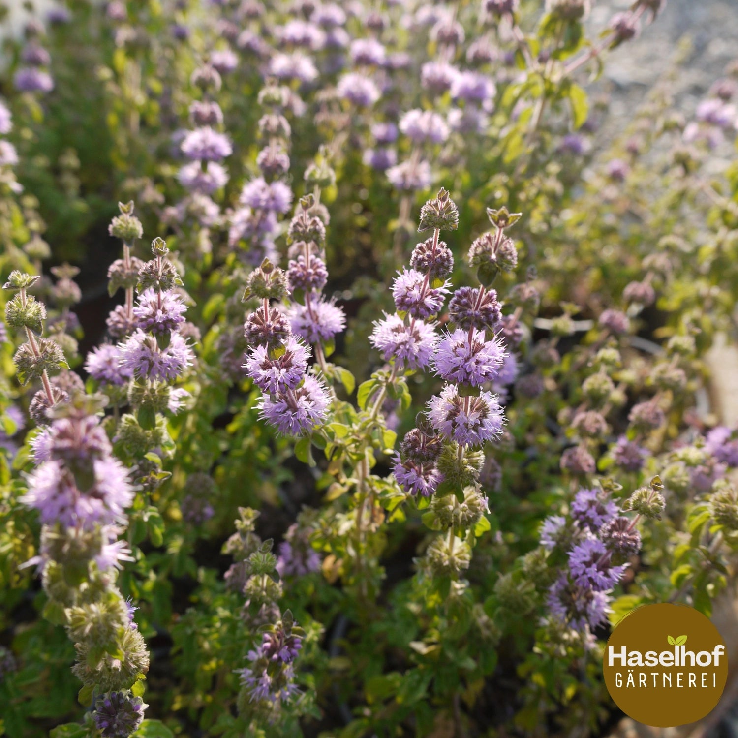 Mentha pulegium